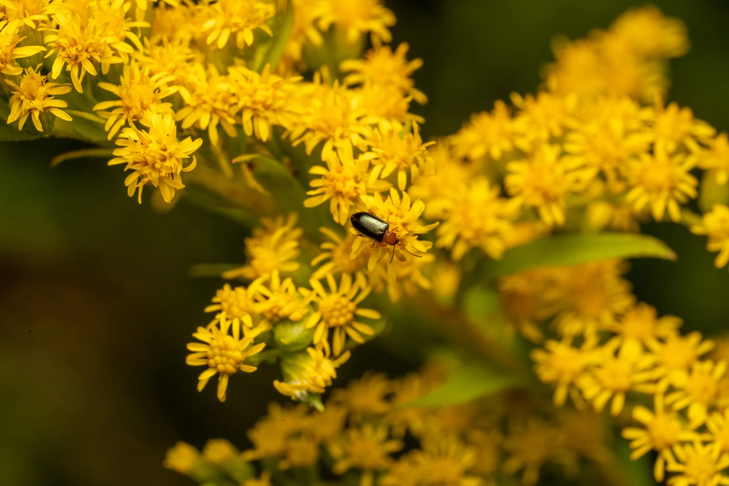 Goldenrods
(Solidago sp., Asteraceae)
Jennings Environmental Education Centre, Pennsylvania