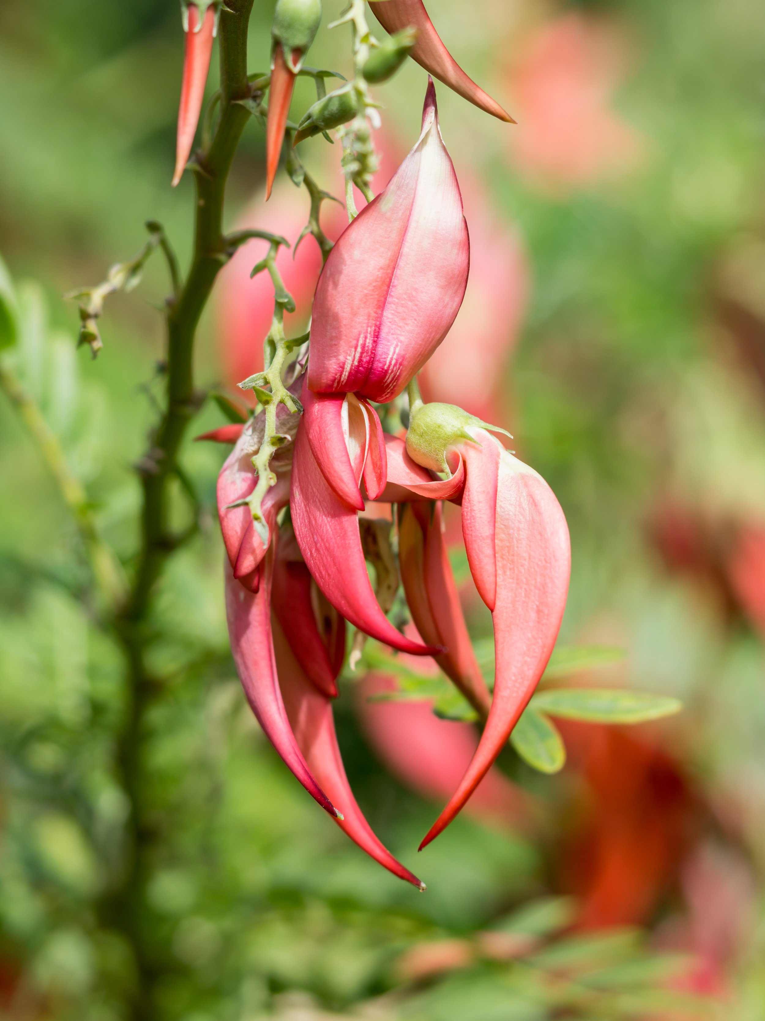 Kōwhai Ngutu-kākā / Kaka Beak
(Clianthus puniceus, Fabaceae)
Garden, New Zealand