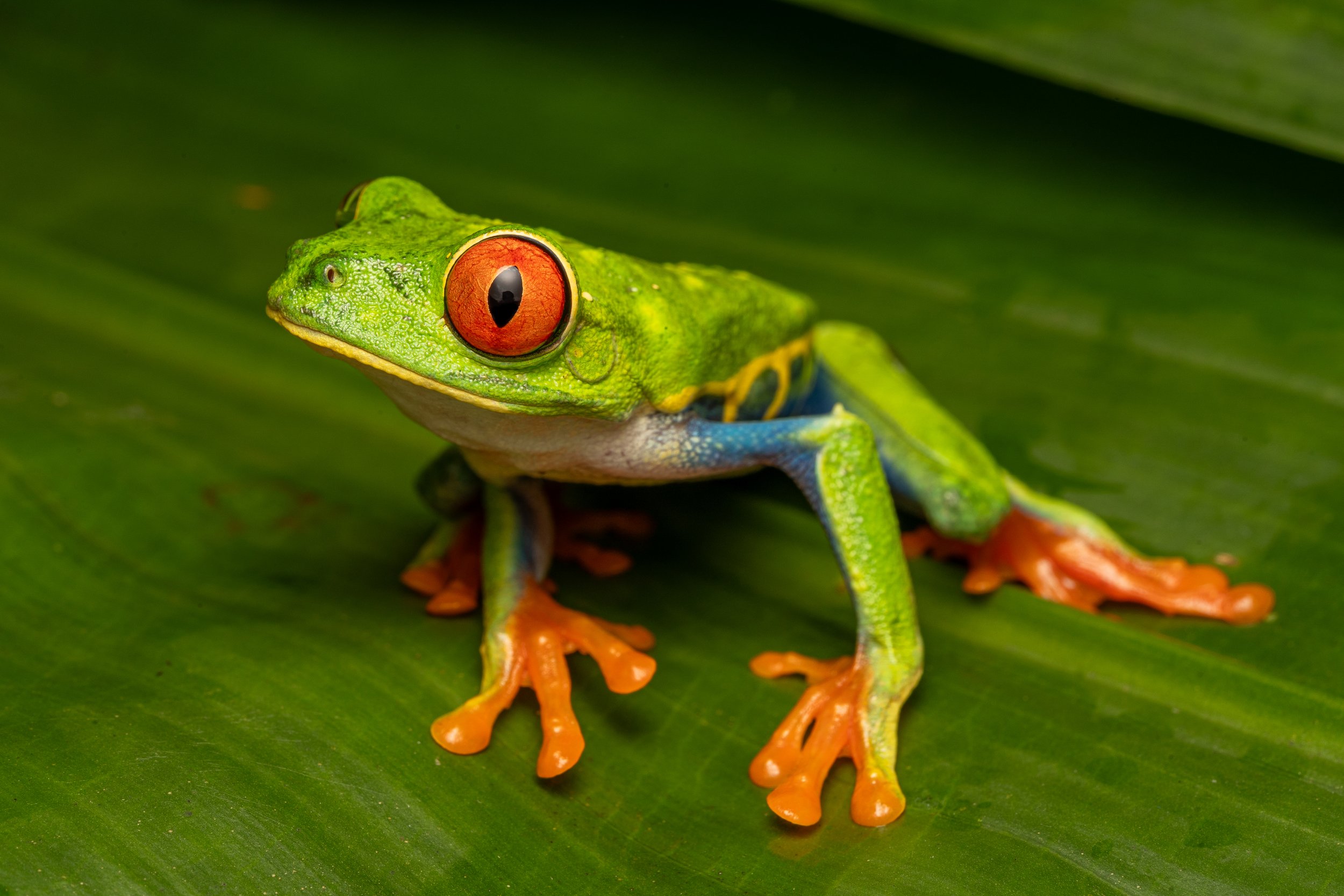 Red-eyed Tree Frog
(Agalychnis callidryas, Hylidae)
Alajuela Province, Costa Rica