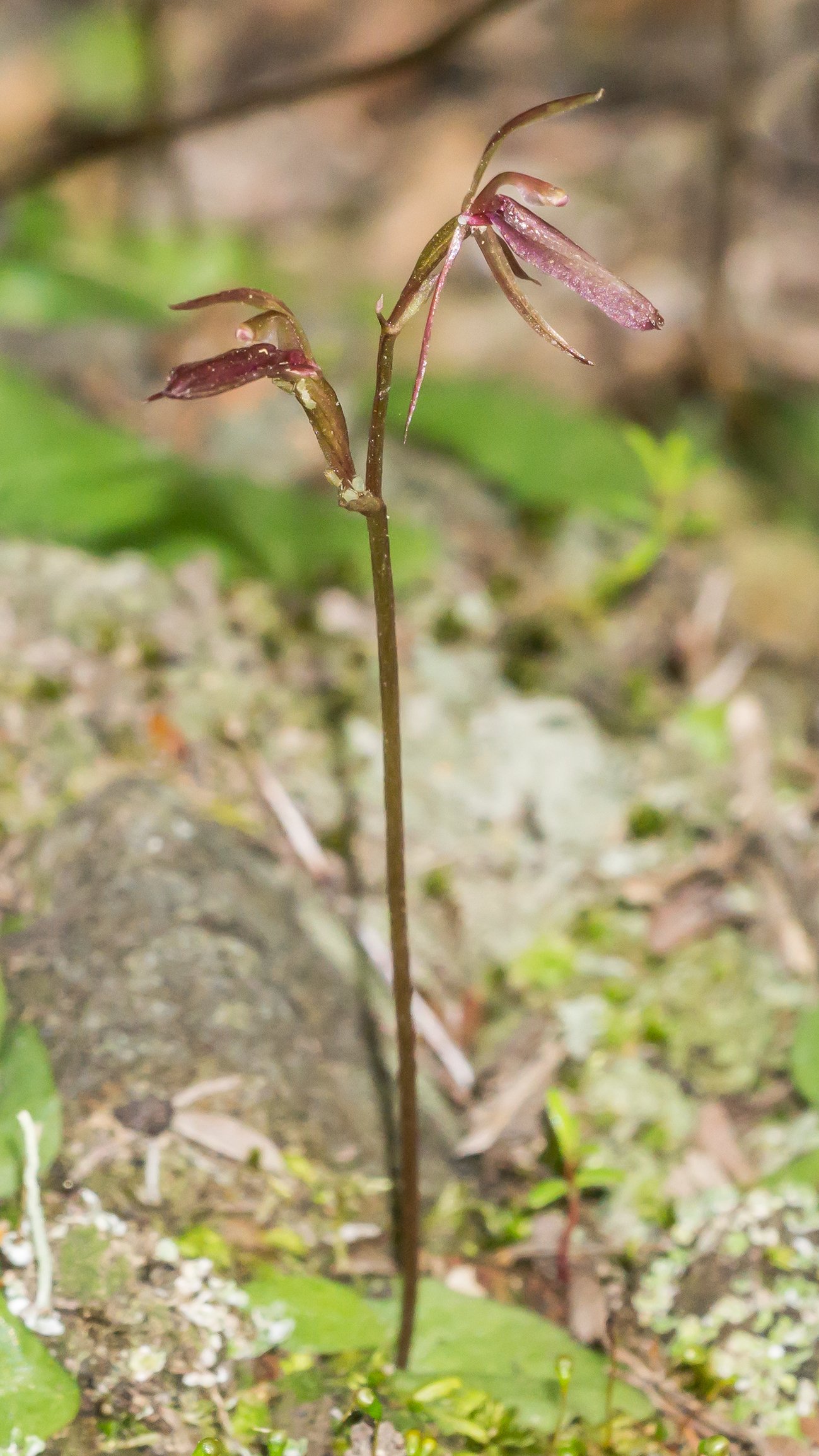 Small Gnat Orchid
(Cyrtostylis rotundifolia, Orchidaceae)
Coppermine Saddle, Nelson, New Zealand