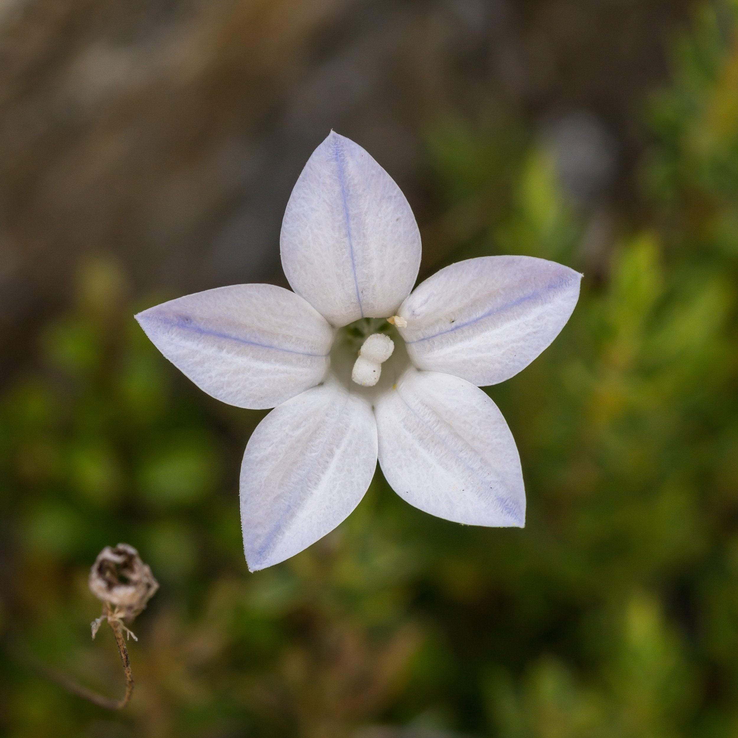 New Zealand Harebell
(Wahlenbergia albomarginata, Campanulaceae)
Gordon Range, Tasman, New Zealand