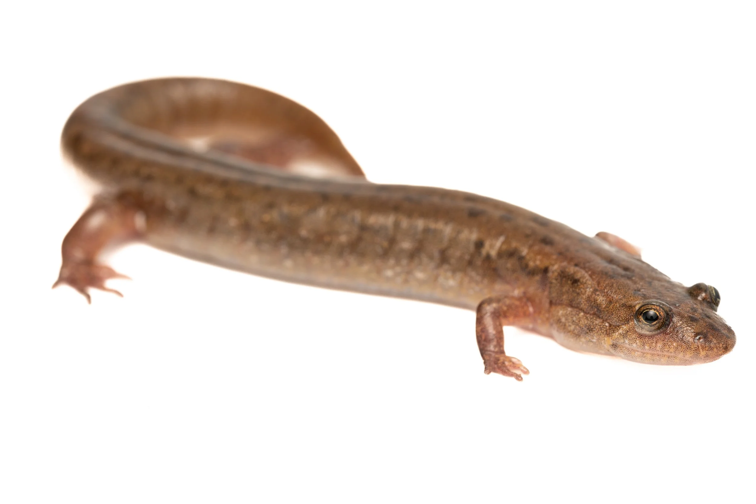 Northern Dusky Salamander (Desmognathus fuscus, Plethodontidae) Oakmont, Pennsylvania