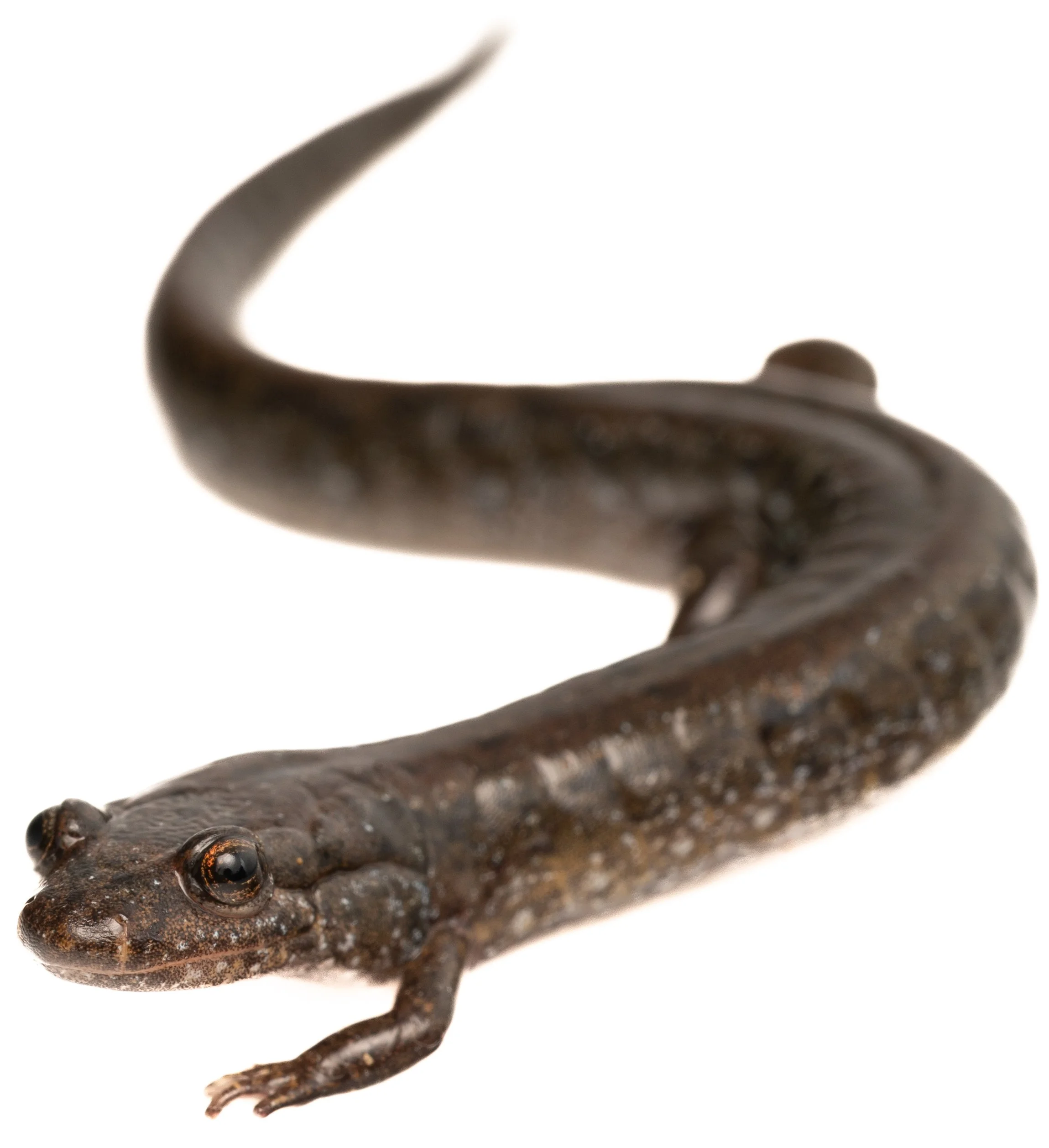 Northern Dusky Salamander (Desmognathus fuscus, Plethodontidae) Oakmont, Pennsylvania