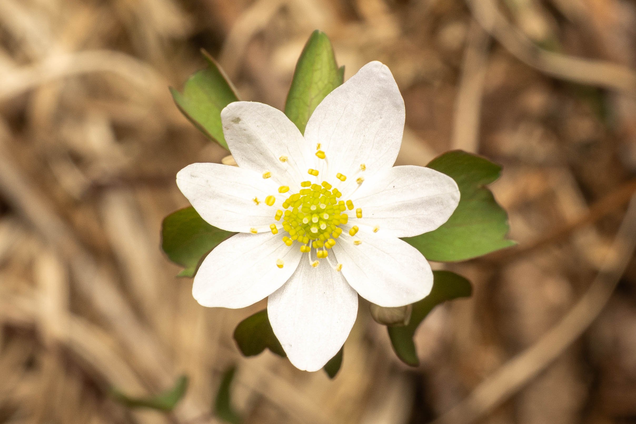 Rue Anemone
(Thalictrum thalictroides, Ranunculaceae)
Oakmont, Pennsylvania