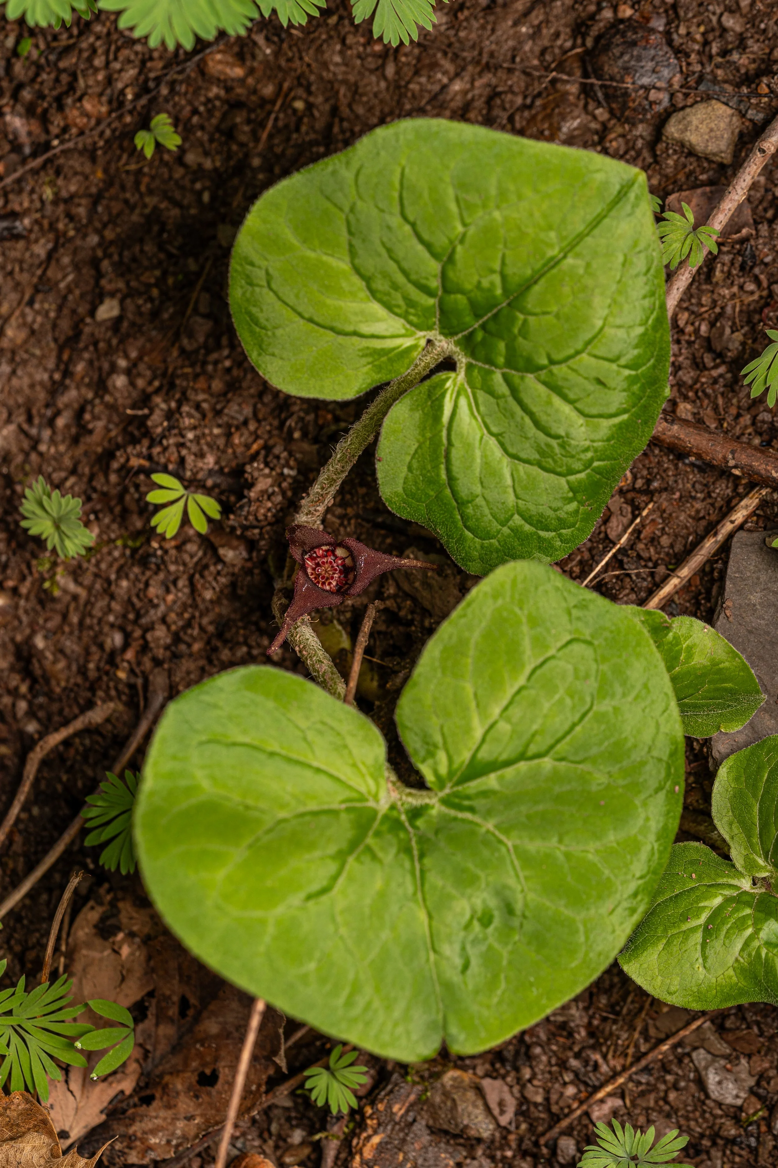 Canadian Wild Ginger
(Asarum canadense, Aristolochiaceae)
Oakmont, Pennsylvania