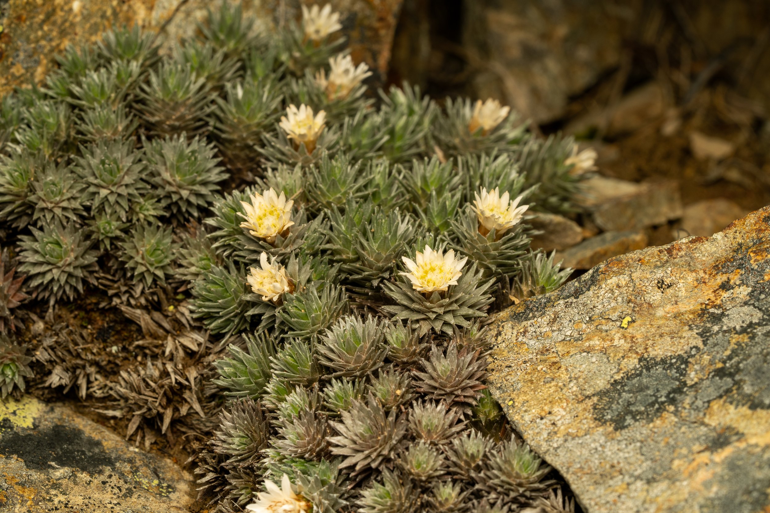 Large-flowered Mat Daisy
(Raoulia grandiflora, Asteraceae)
Mt Peel, Canterbury, New Zealand