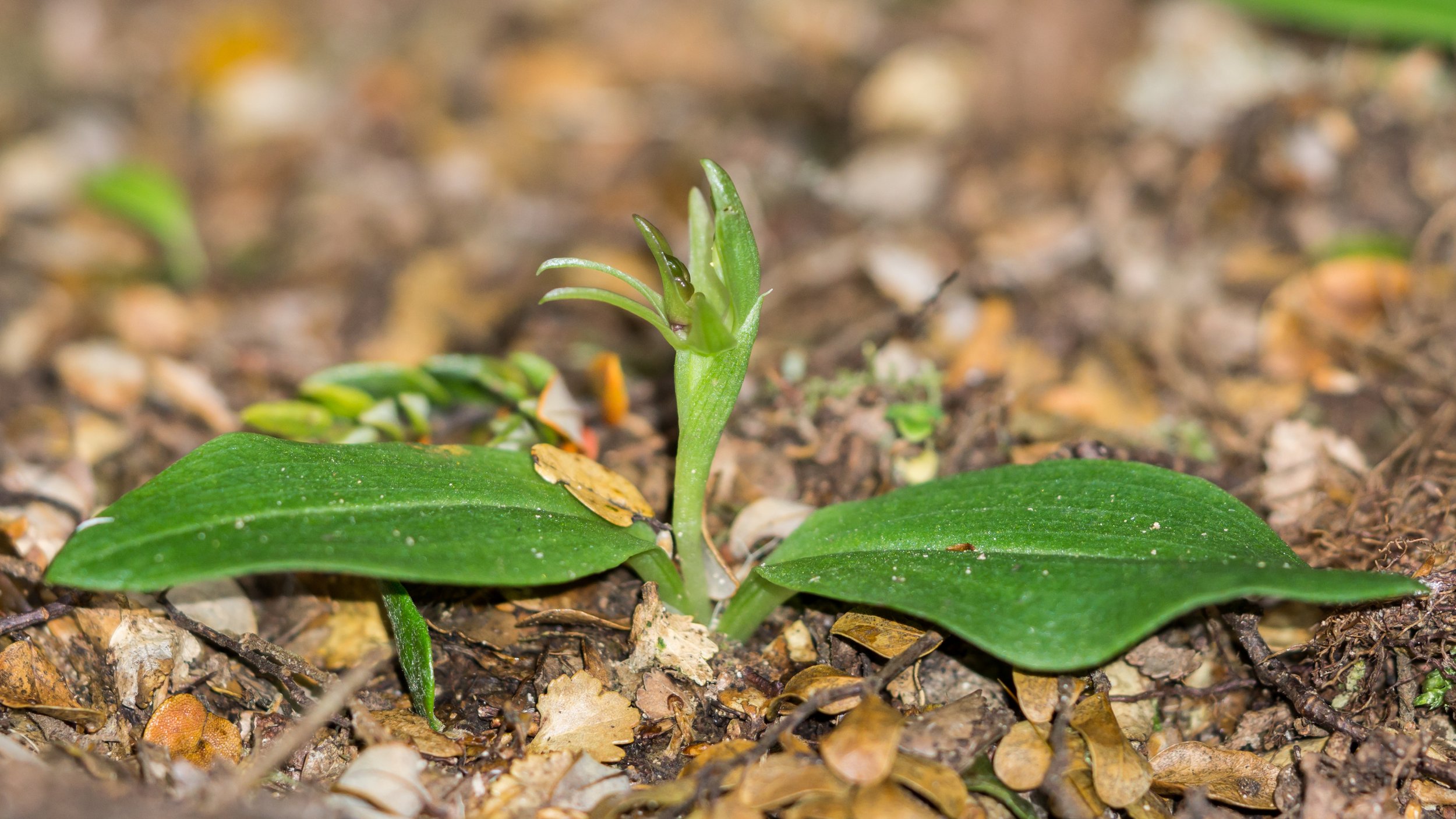 Green Bird Orchid
(Chiloglottis cornuta, Orchidaceae)
Lewis Pass, Canterbury, New Zealand