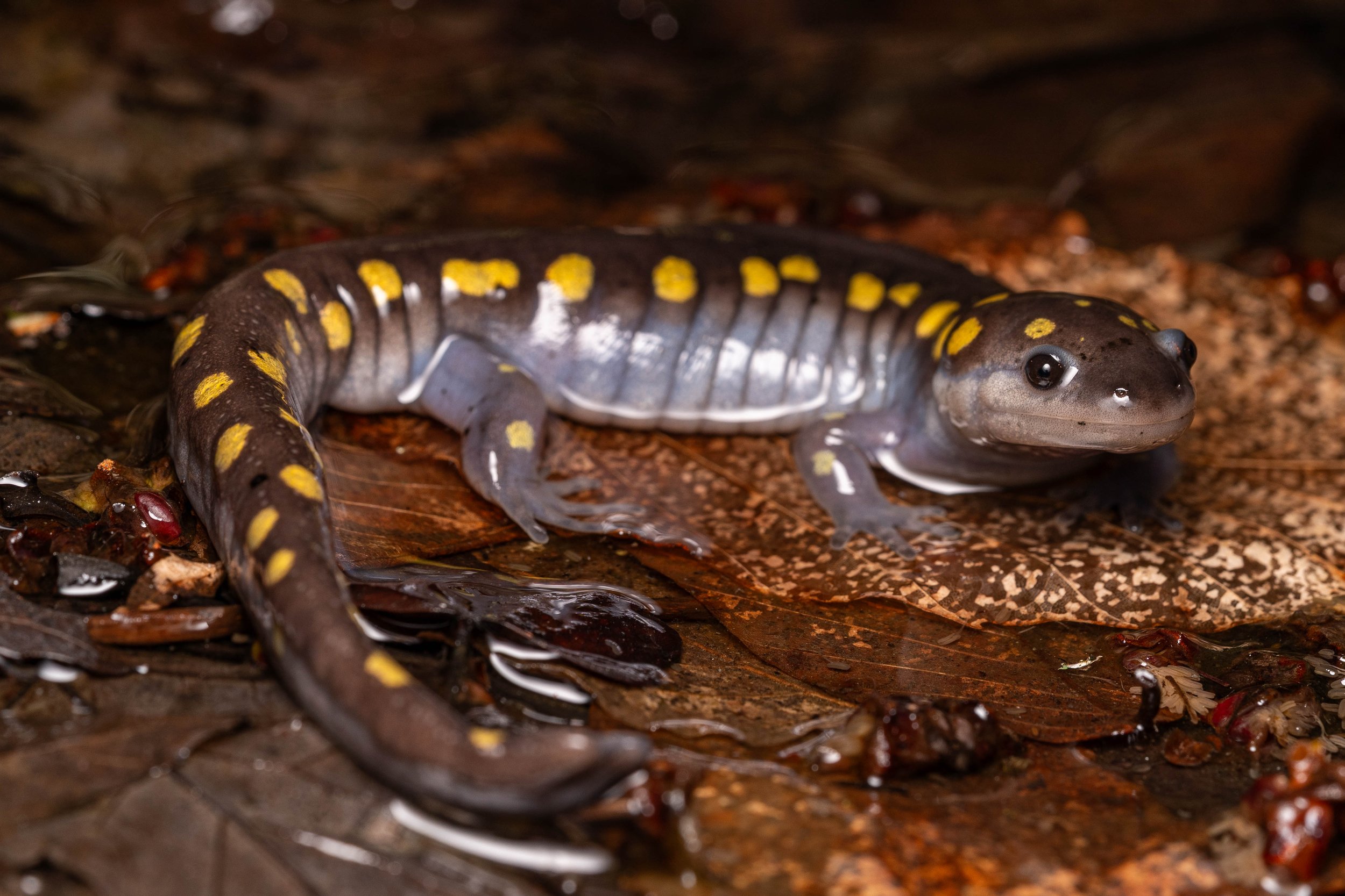 Spotted Salamander
(Ambystoma maculatum, Ambystomatidae)
Fowler Woods State Nature Preserve, Ohio