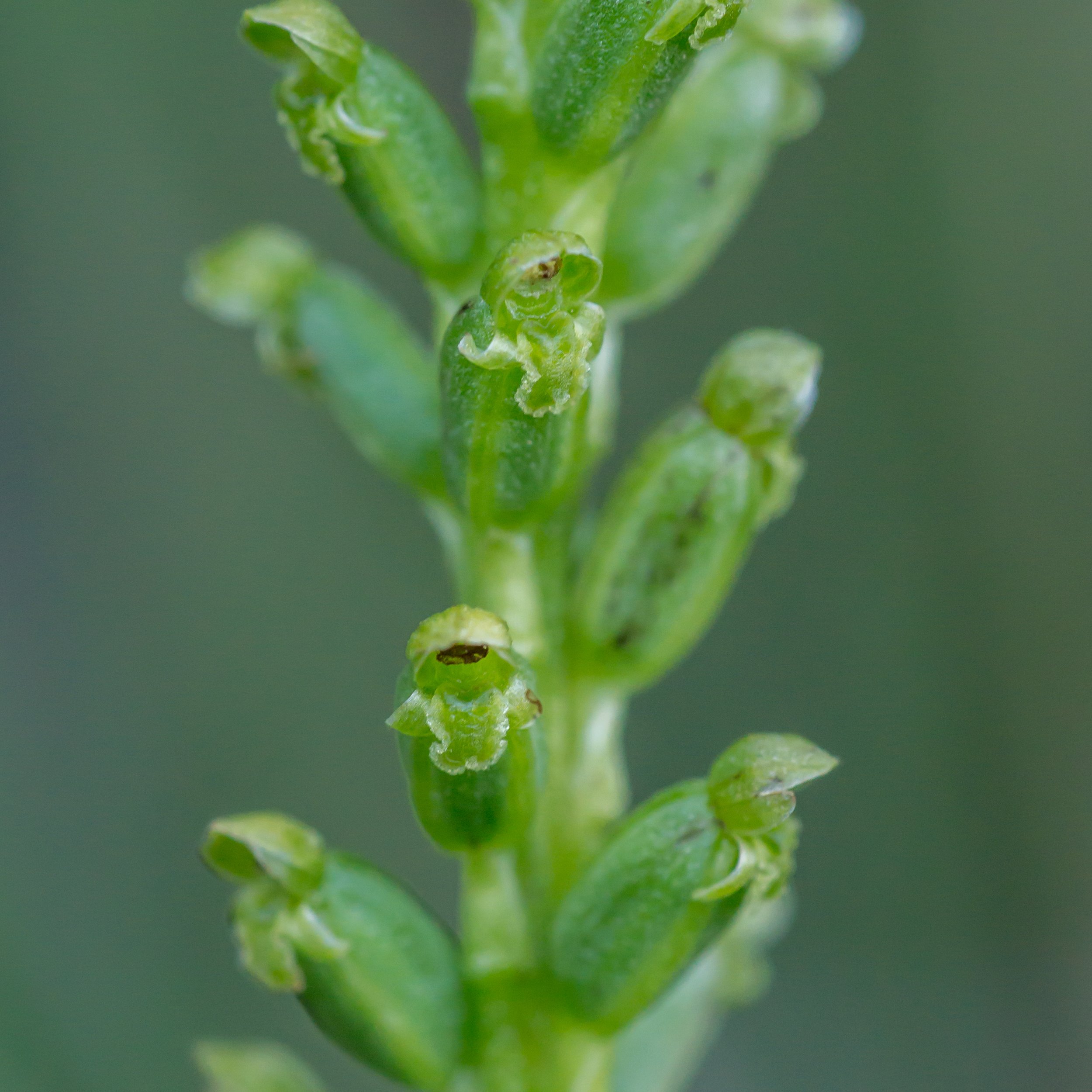 Maikaika
(Microtis unifolia, Orchidaceae)
Nelson, Nelson, New Zealand