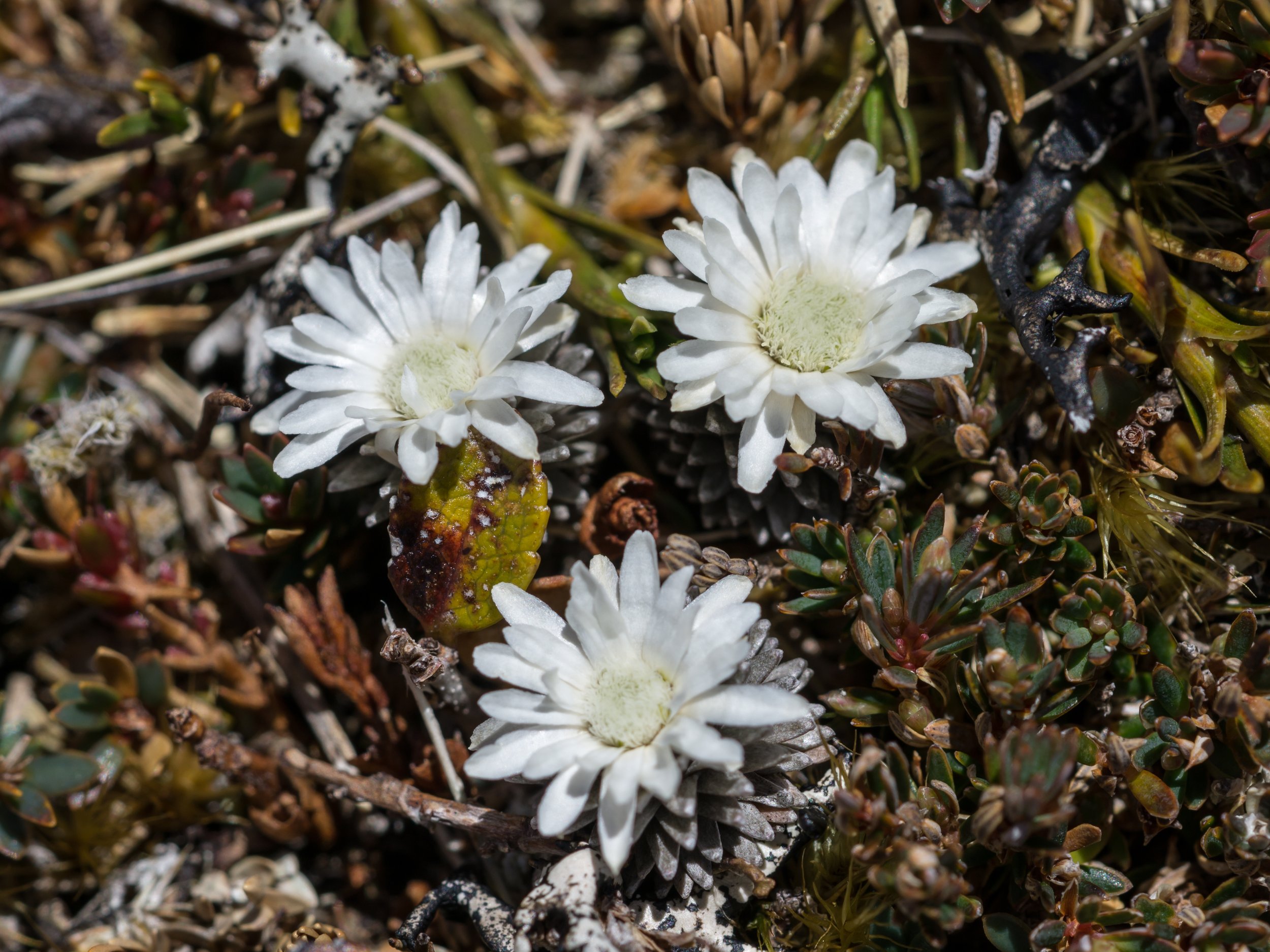 Large-flowered Mat Daisy
(Raoulia grandiflora, Asteraceae)
Mt Elliot, West Coast, New Zealand