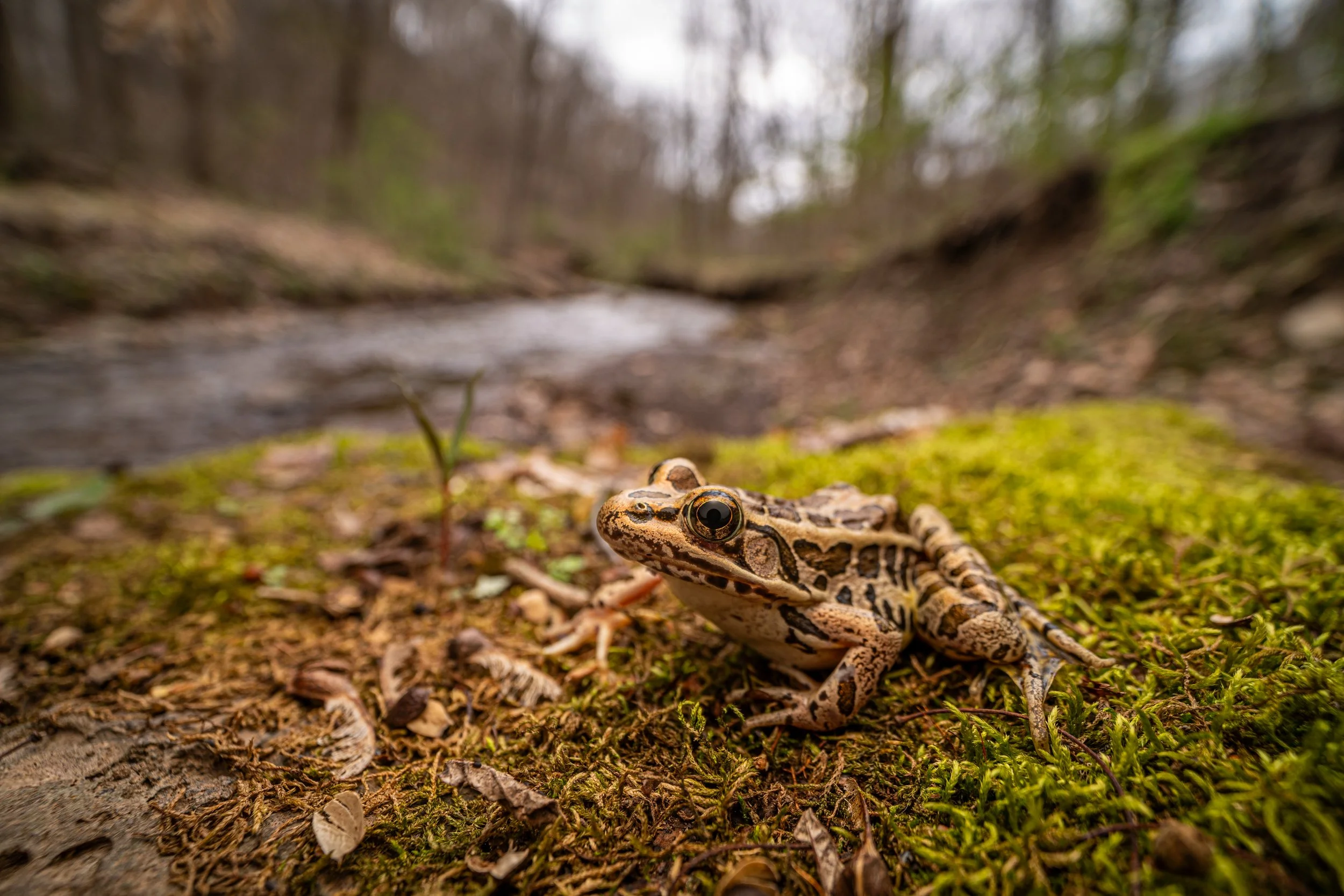 Pickerel Frog
(Lithobates palustris, Ranidae)
Fox Chapel, Pennsylvania