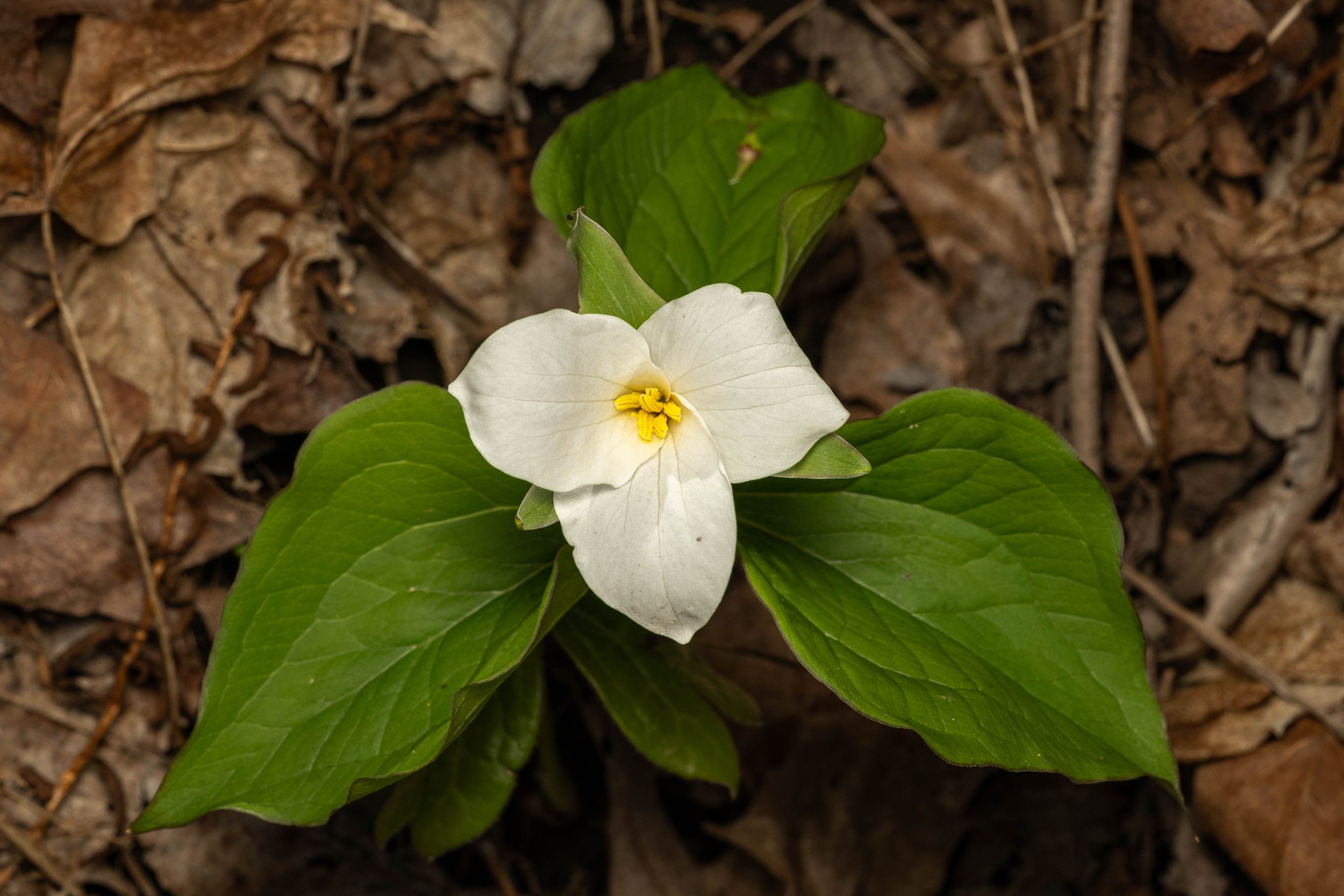 Large White Trillium
(Trillium grandiflorum, Melanthiaceae)
Oakmont, Pennsylvania