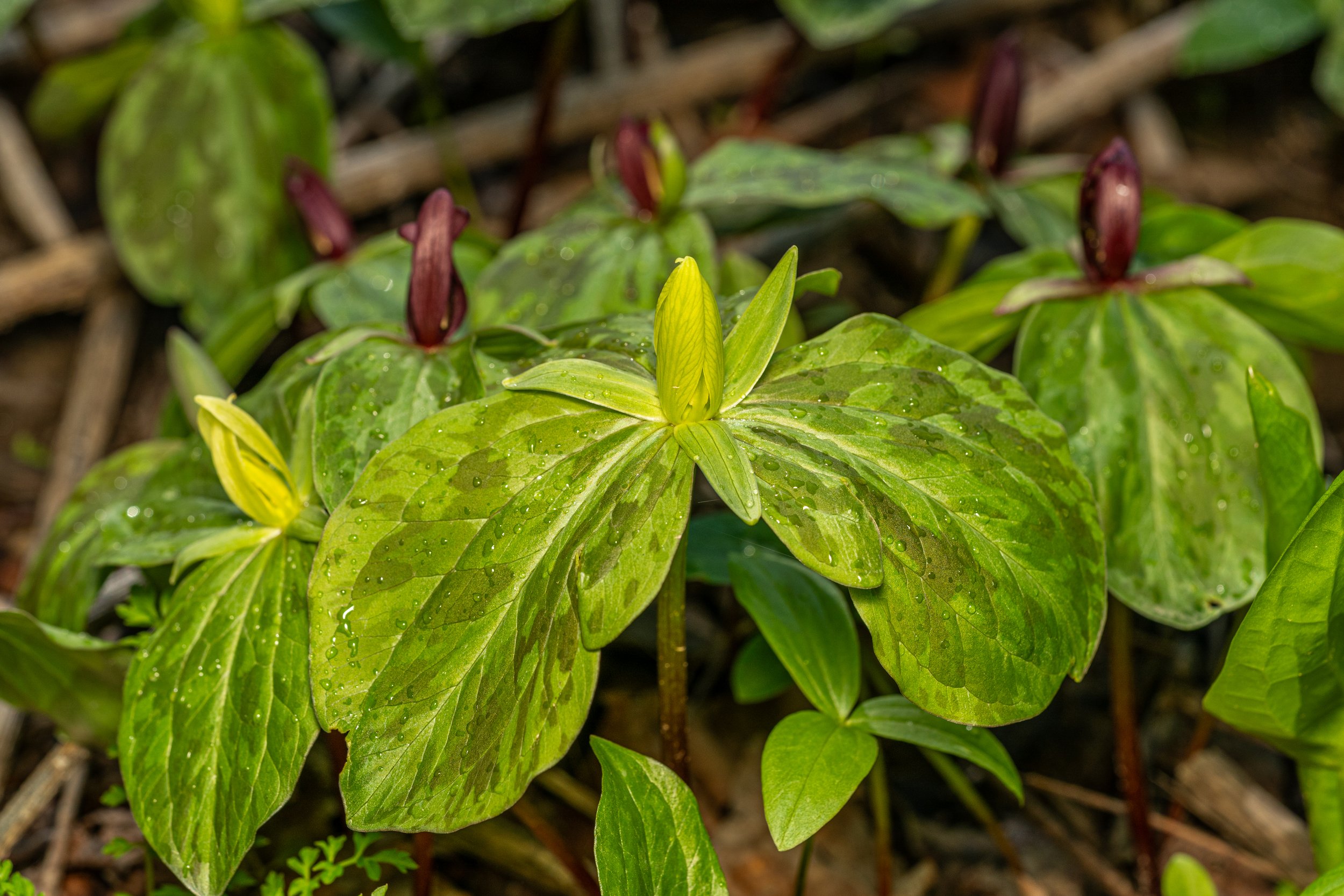 Toadshade
(Trillium sessile, Melanthiaceae)
Emmerling Community Park, Pennsylvania