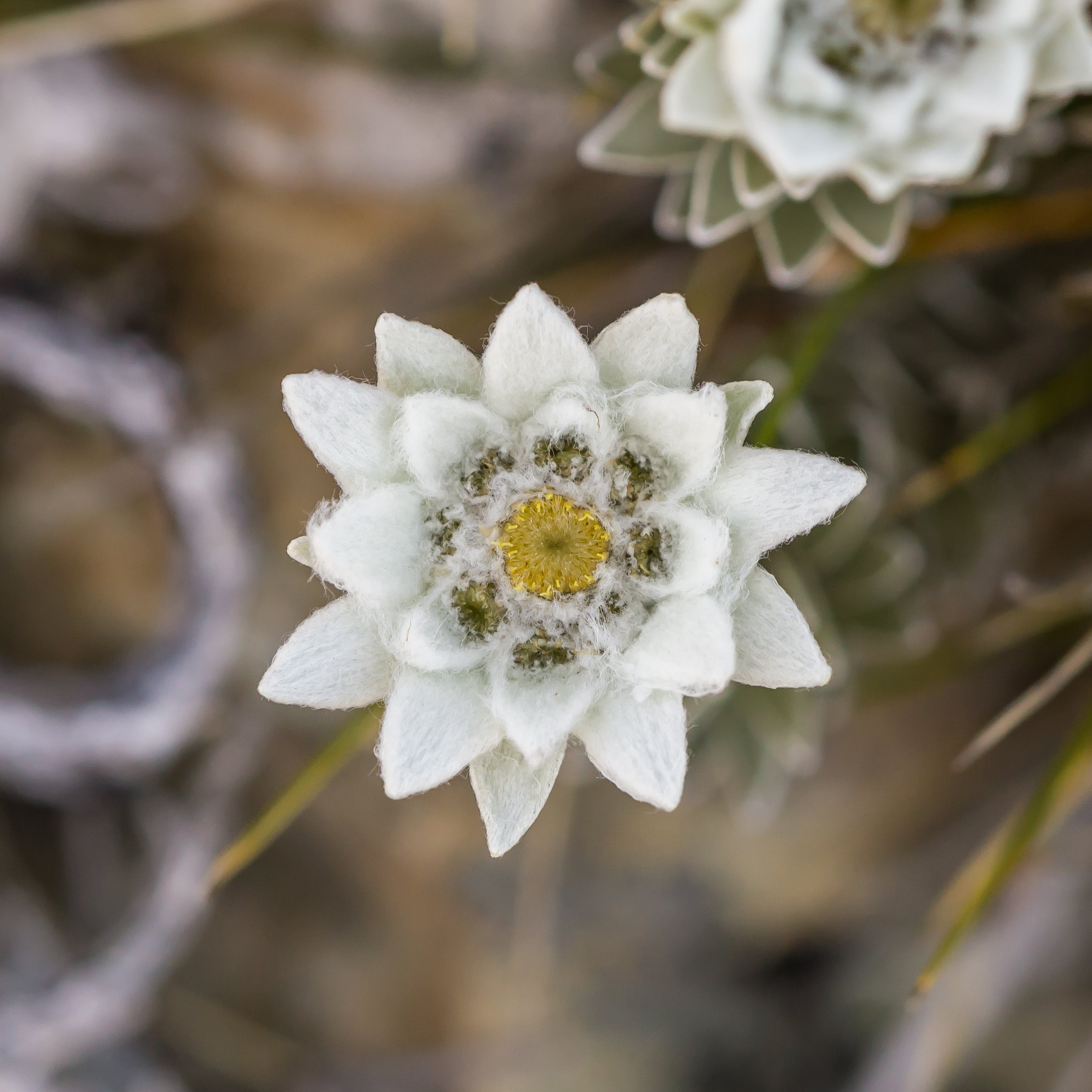 North Island Edelweiss
(Leucogenes leontopodium, Asteraceae)
Richmond Range, Tasman, New Zealand