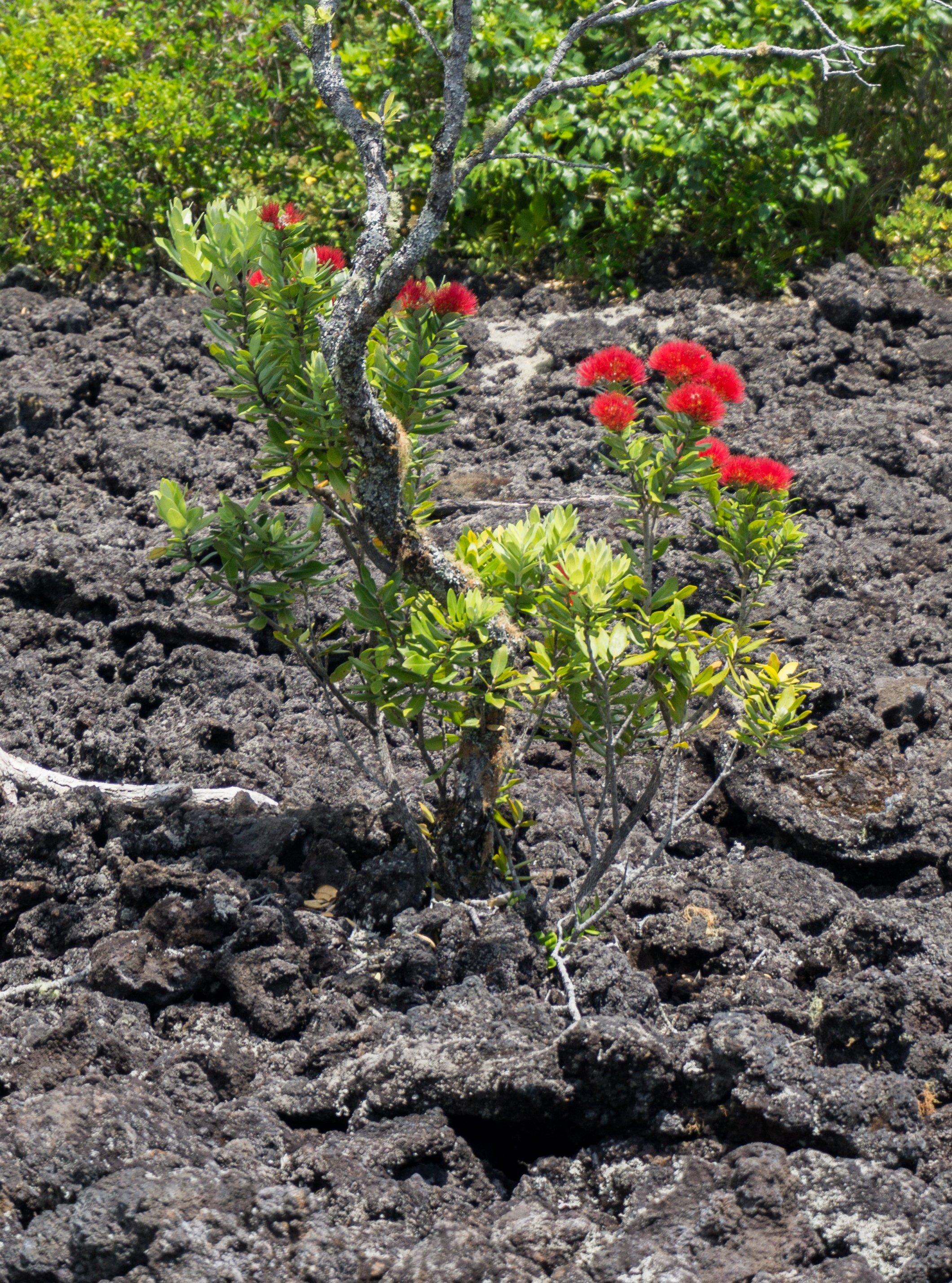 Pōhutukawa
(Metrosideros excelsa, Myrtaceae)
Rangitoto Island, Auckland, New Zealand