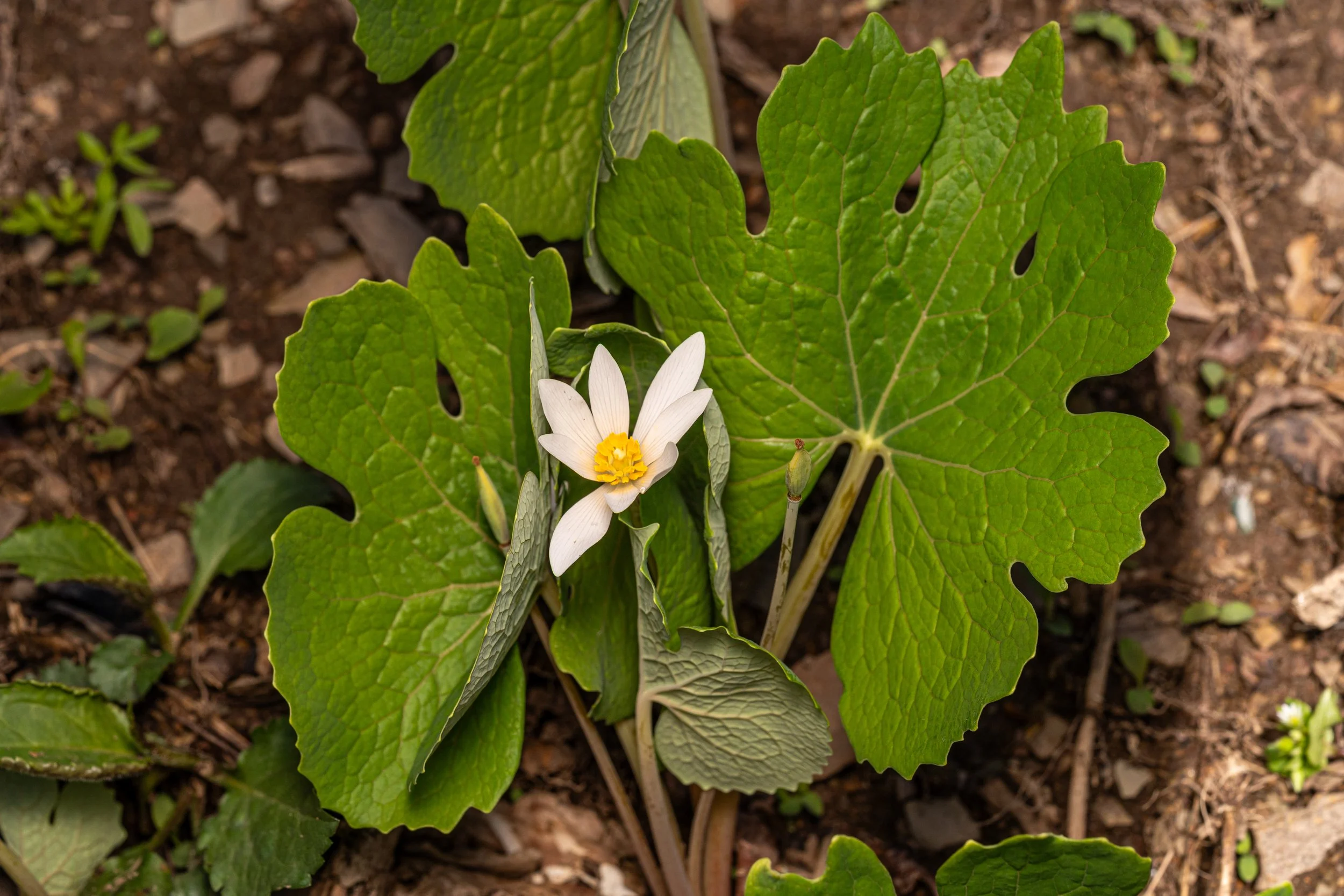 Bloodroot
(Sanguinaria canadensis, Papaveraceae)
Emmerling Community Park, Pennsylvania