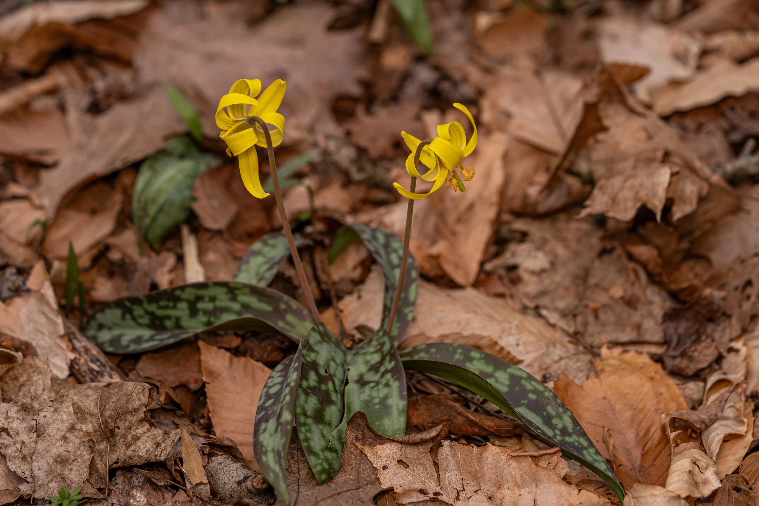 Yellow Trout Lily
(Erythronium americanum, Liliaceae)
Oakmont, Pennsylvania