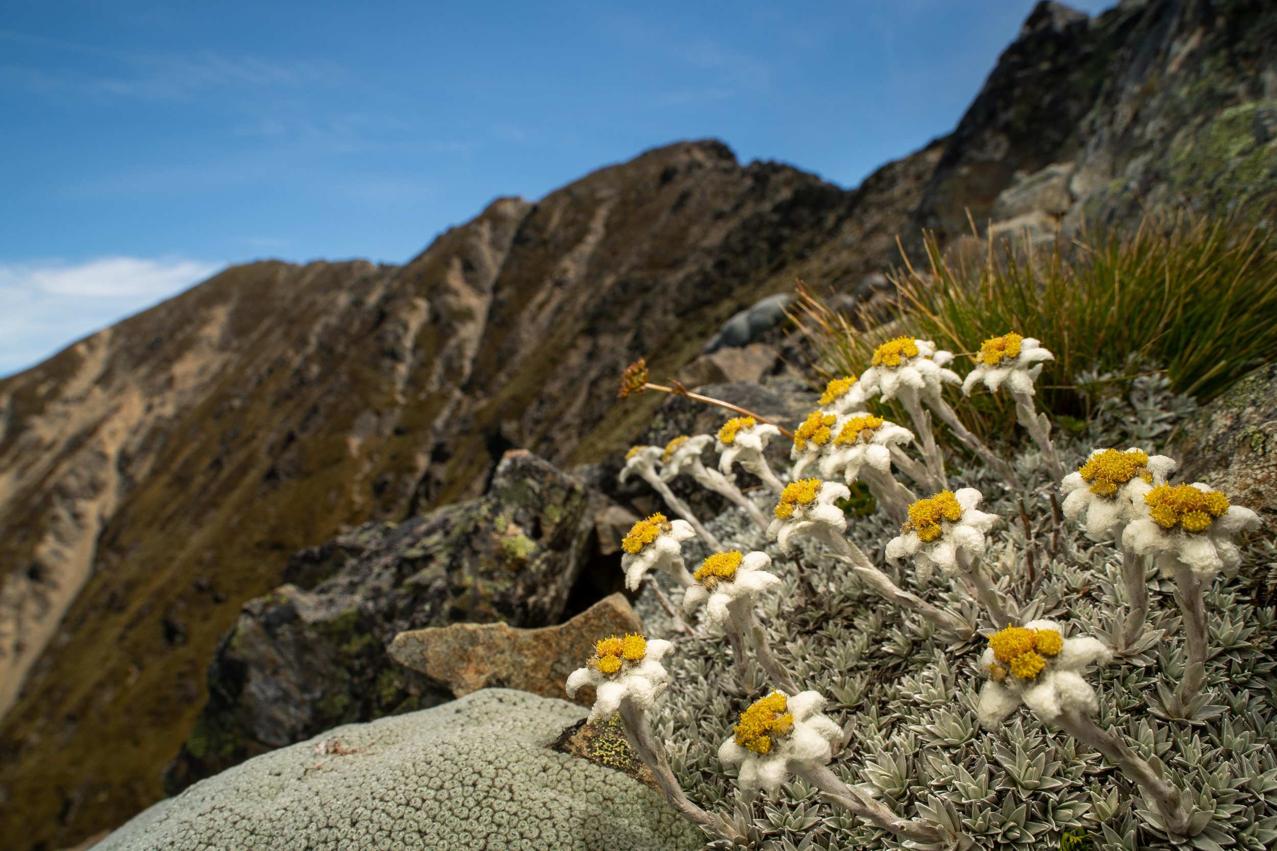 Mt Peel Eidelweiss
(Leucogenes tarahaoa, Asteraceae)
Mt Peel, Canterbury, New Zealand