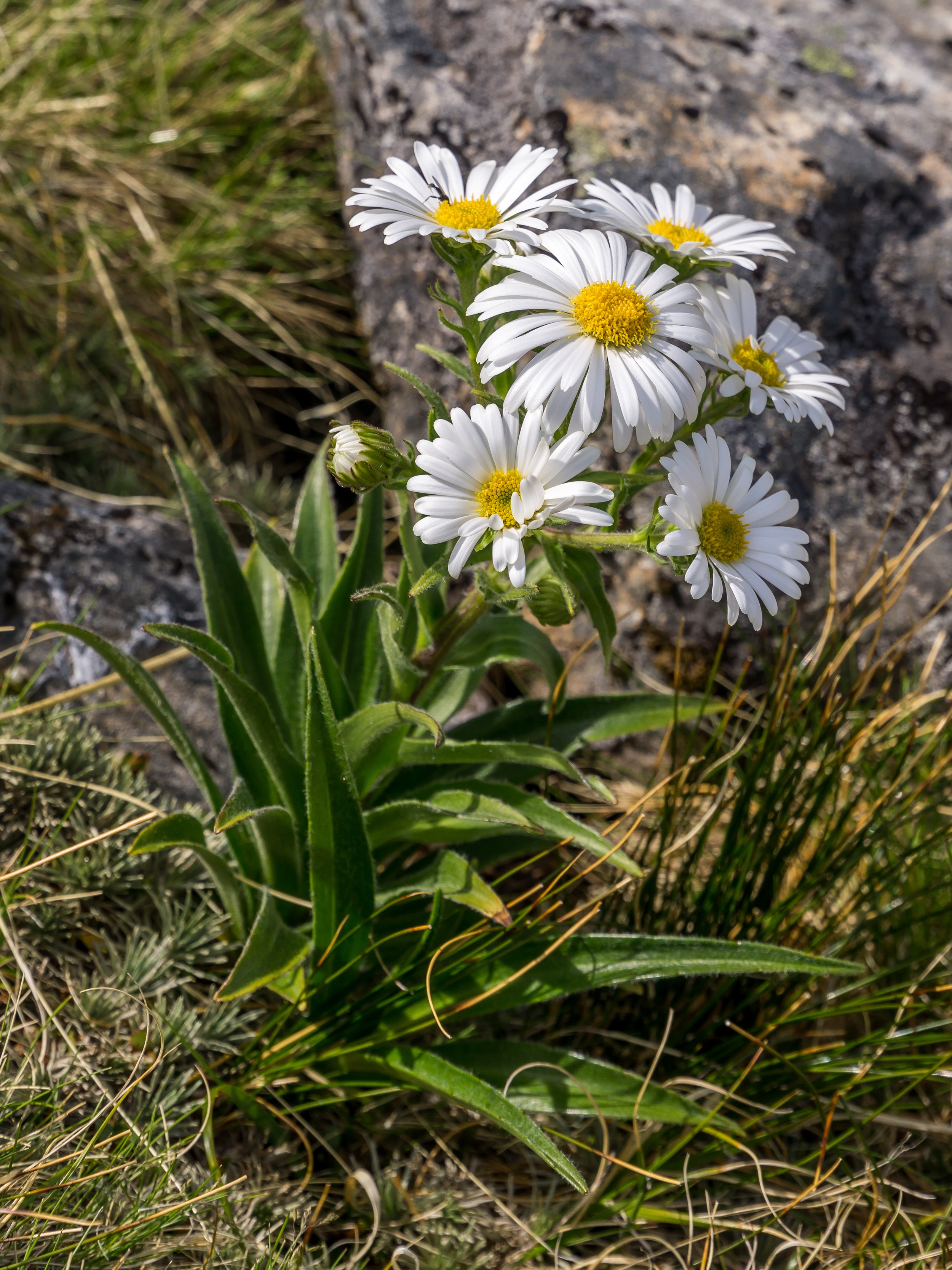 Snow Groundsel
(Dolichoglottis scorzoneroides, Asteraceae)
Black Range, Canterbury, New Zealand