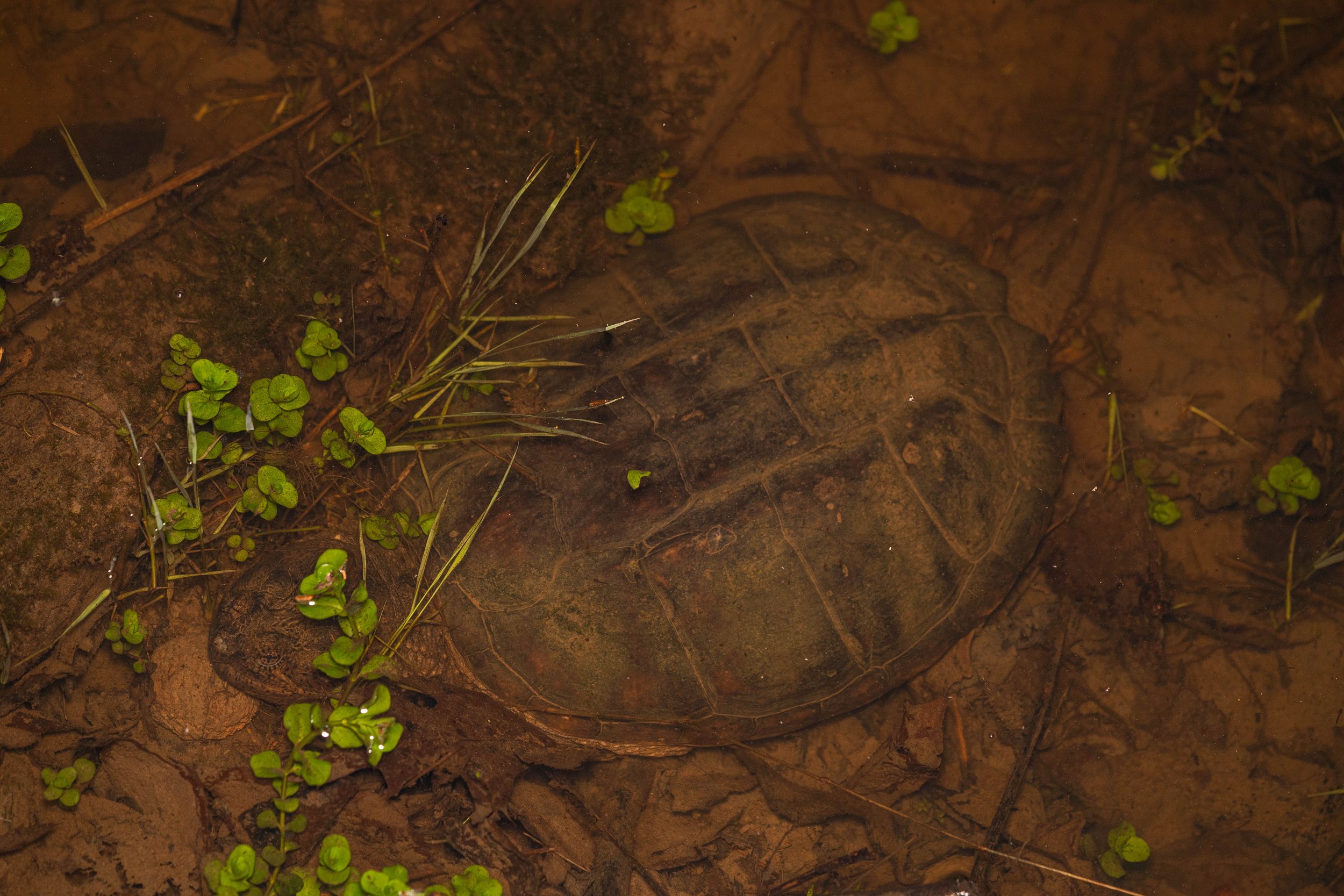 Common Snapping Turtle
(Chelydra serpentina, Chelydridae)
Fox Chapel, Pennsylvania