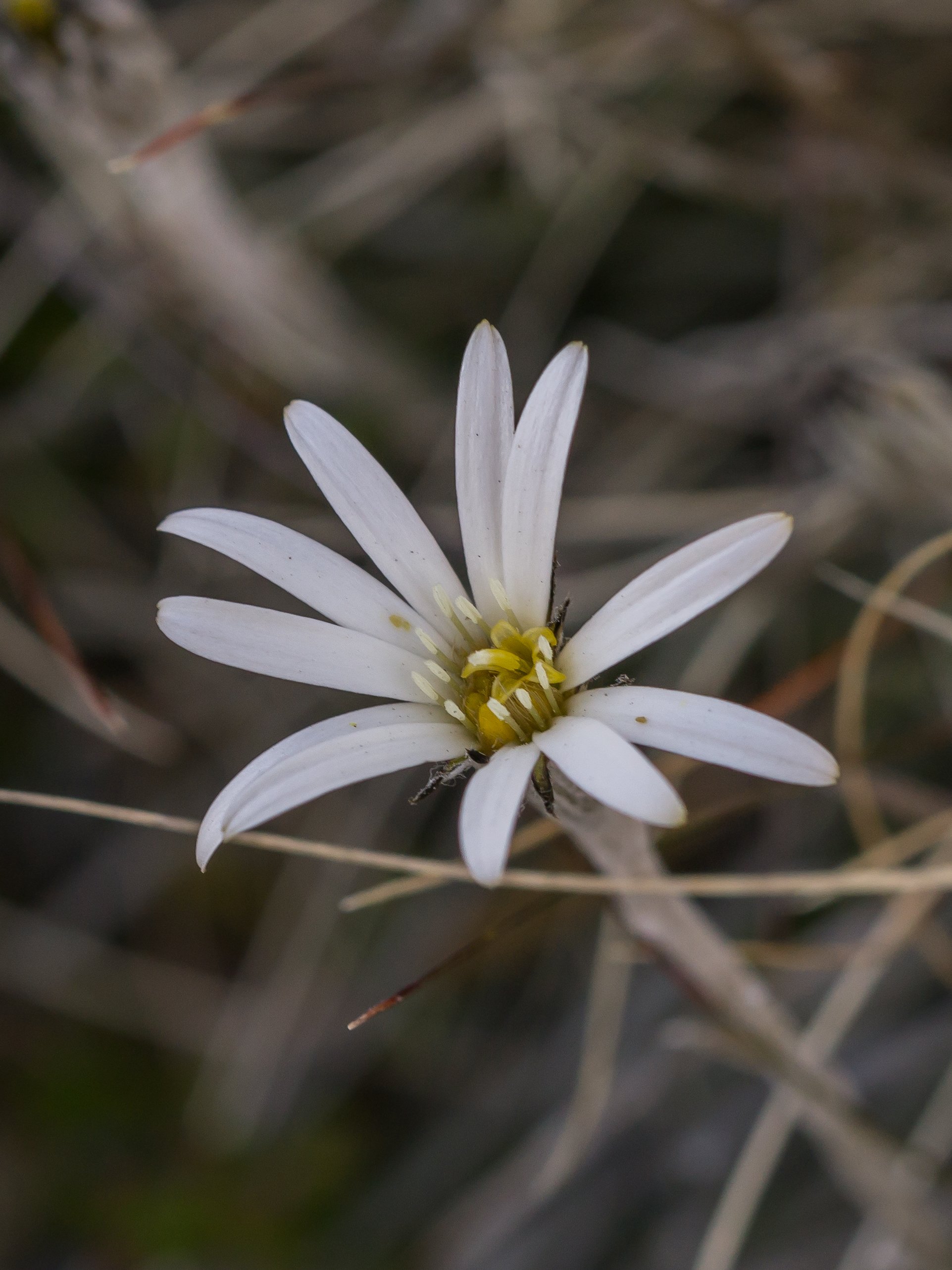 (Celmisia sp., Asteraceae)
Tongariro, Manawatū-Whanganui, New Zealand