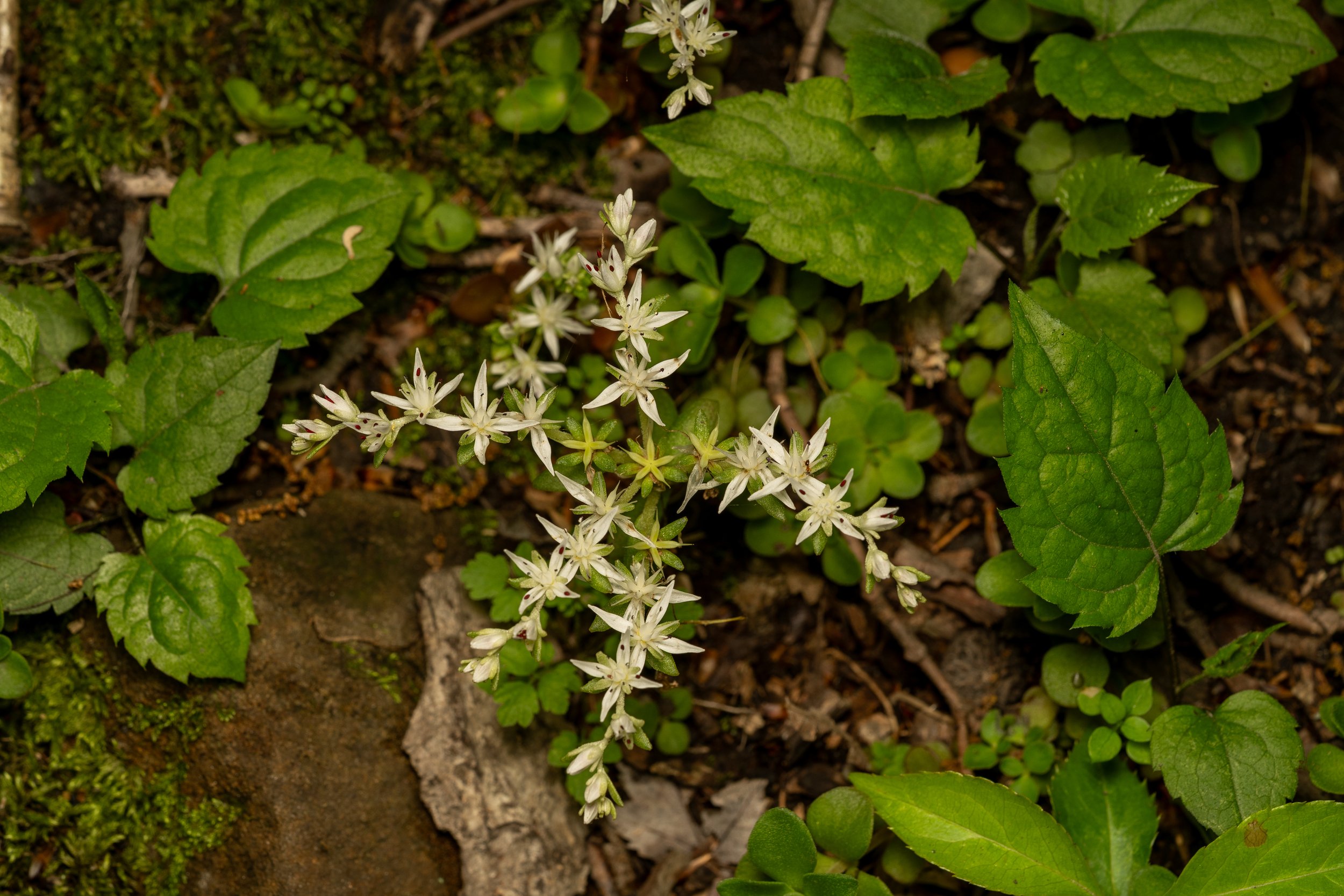 Woodland Stonecrop
(Sedum ternatum, Crassulaceae)
Oakmont, Pennsylvania