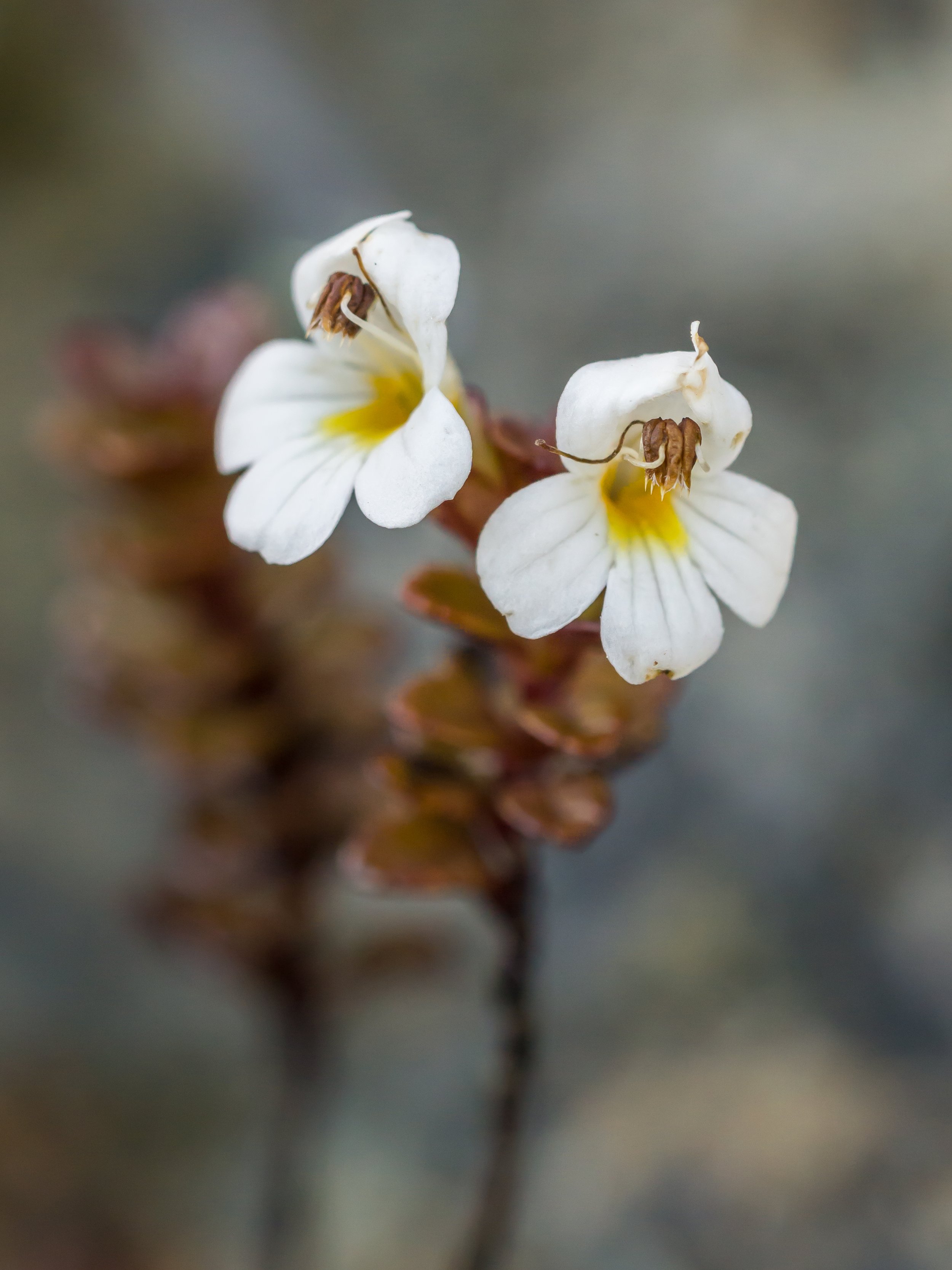 Alpine Eyebright
(Euphrasia monroi, Orobanchaceae)
Richmond Range, Tasman, New Zealand