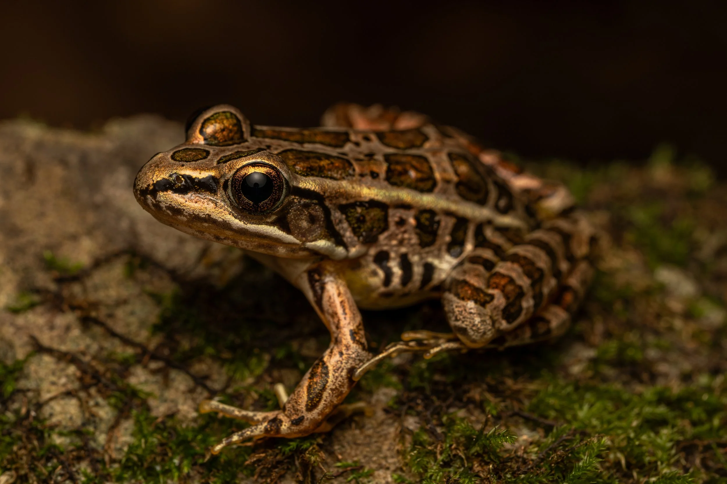 Pickerel Frog
(Lithobates palustris, Ranidae)
East Brady, Pennsylvania