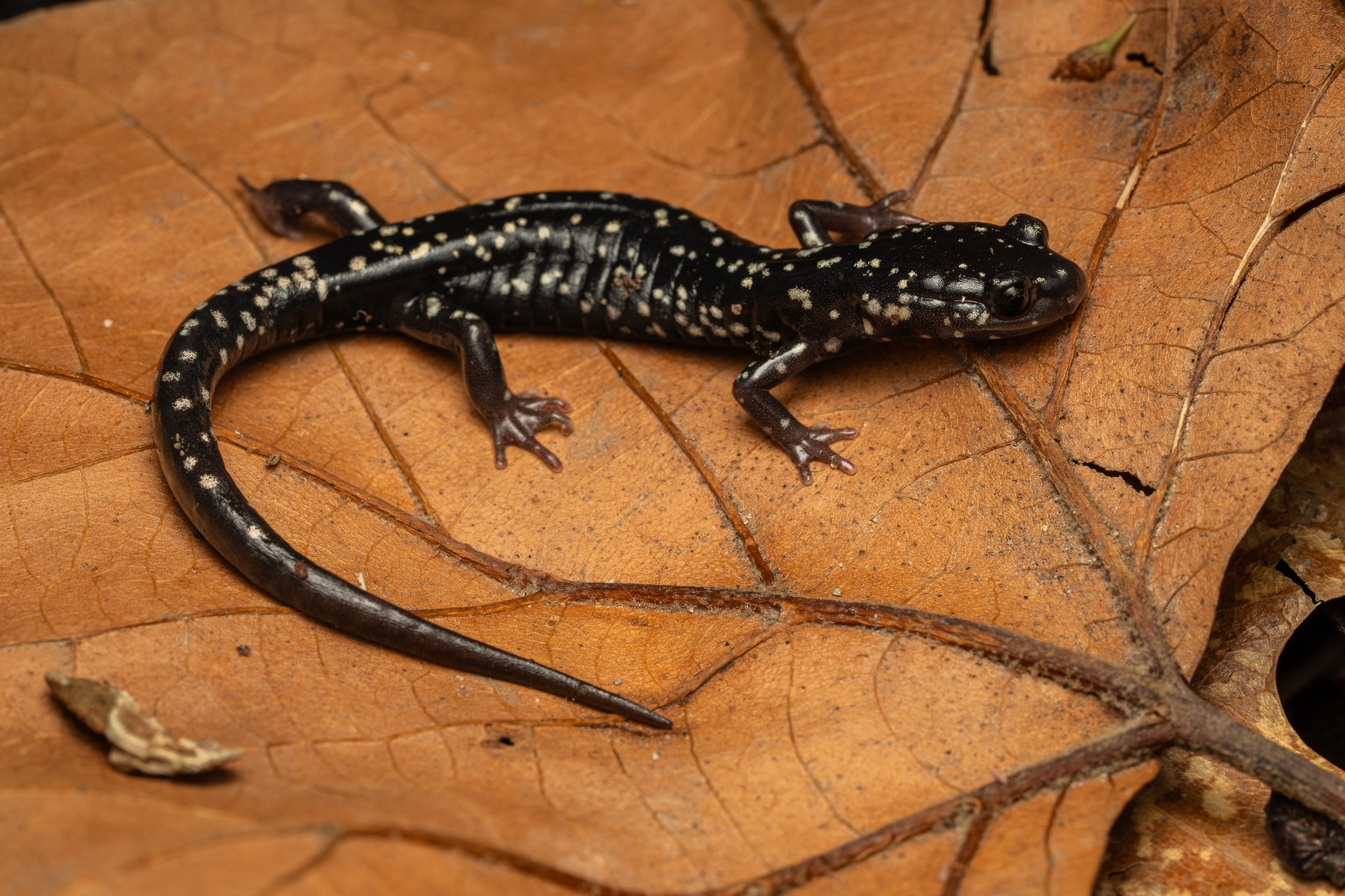Northern Slimy Salamander
(Plethodon glutinosus, Plethodontidae)
Oakmont, Pennsylvania