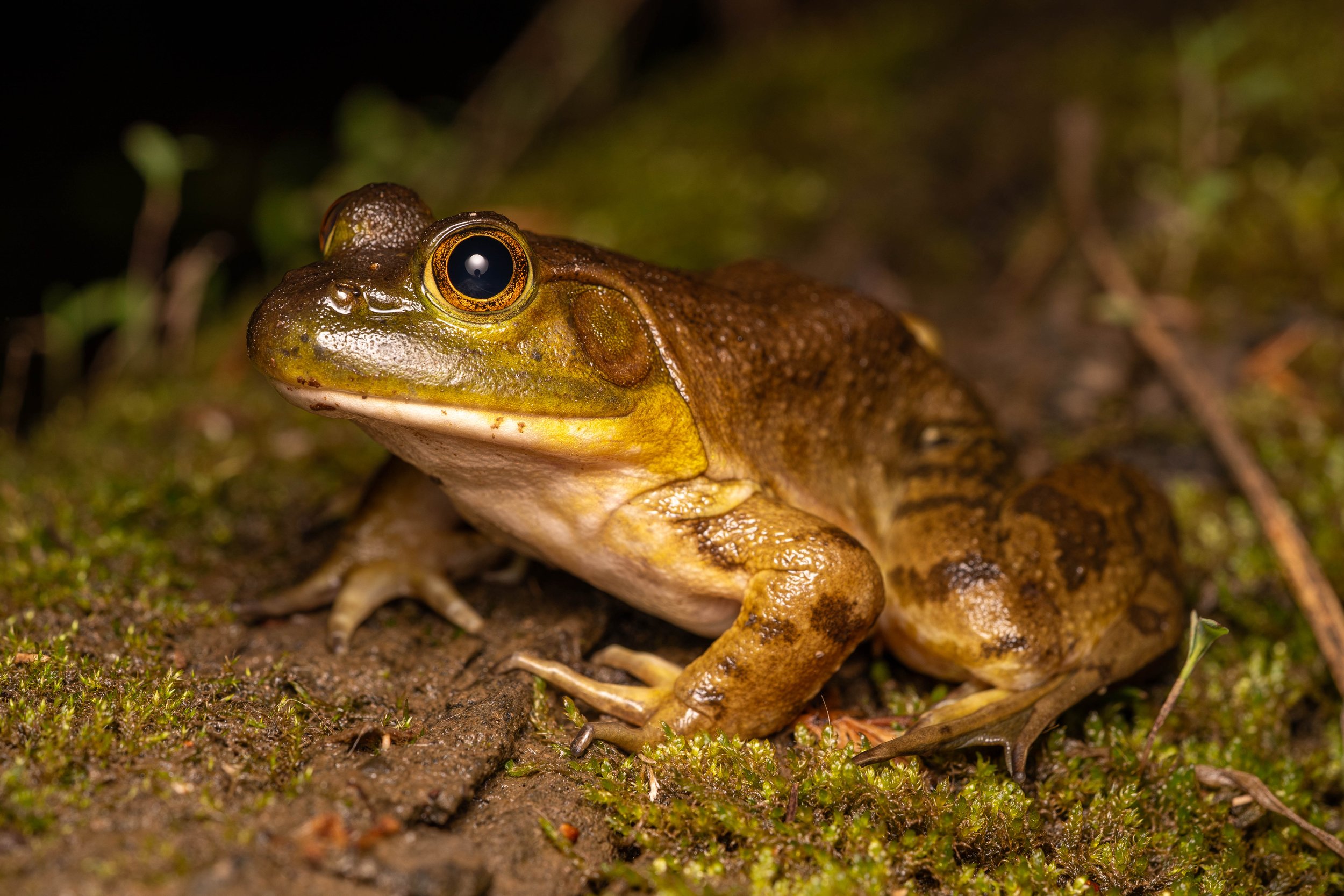American Bullfrog
(Lithobates catesbeianus, Ranidae)
Fox Chapel, Pennsylvania