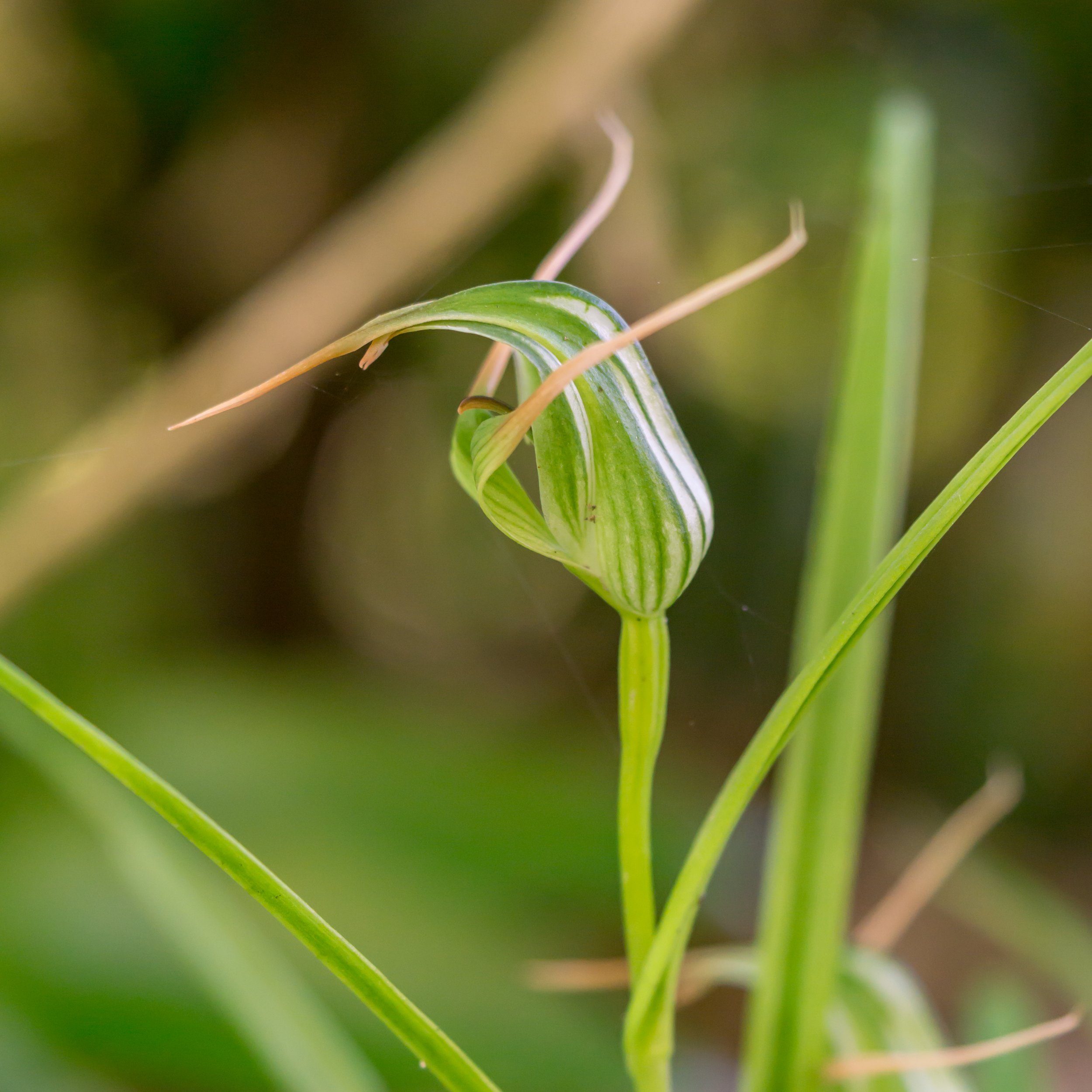 Tutukiwi
(Pterostylis banksii, Orchidaceae)
Nelson, Nelson, New Zealand