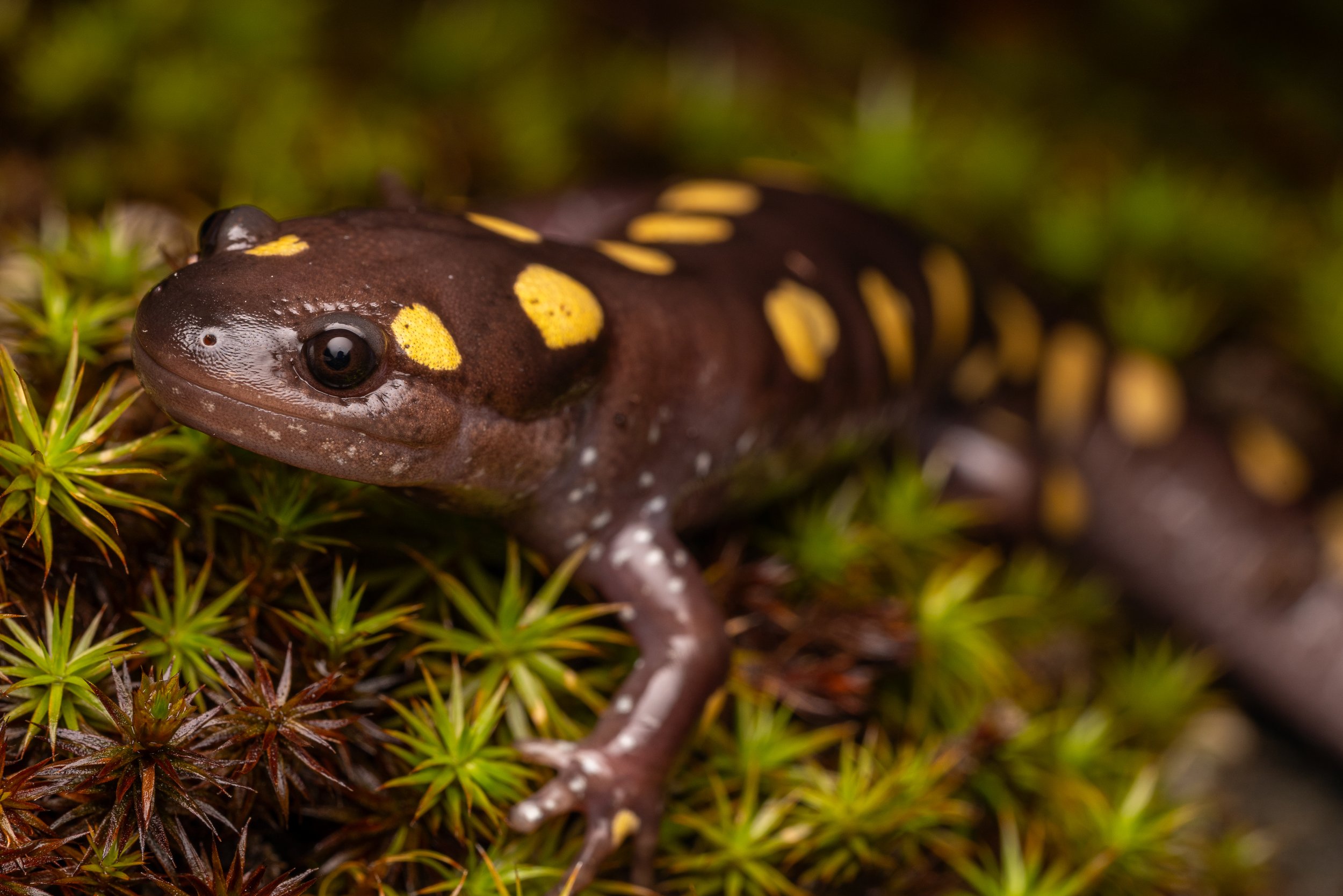 Spotted Salamander
(Ambystoma maculatum, Ambystomatidae)
Moshannon State Forest, Pennsylvania