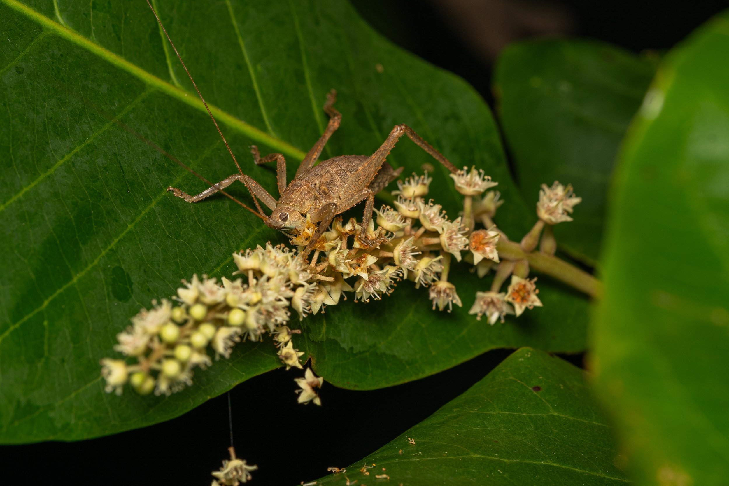 Katydid
(Idiarthron sp, Tettigoniidae)
Guanacaste Province, Costa Rica