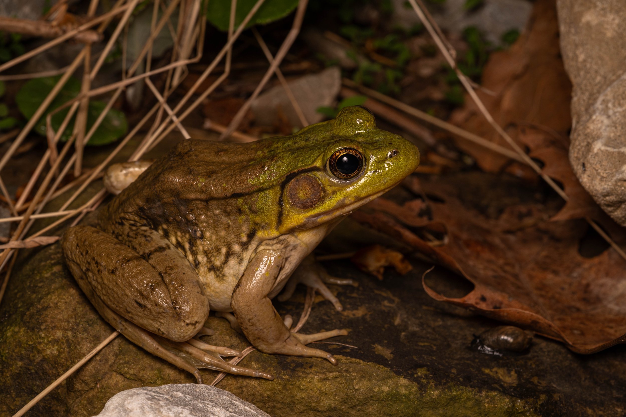 Green Frog
(Lithobates clamitans, Ranidae)
Fox Chapel, Pennsylvania