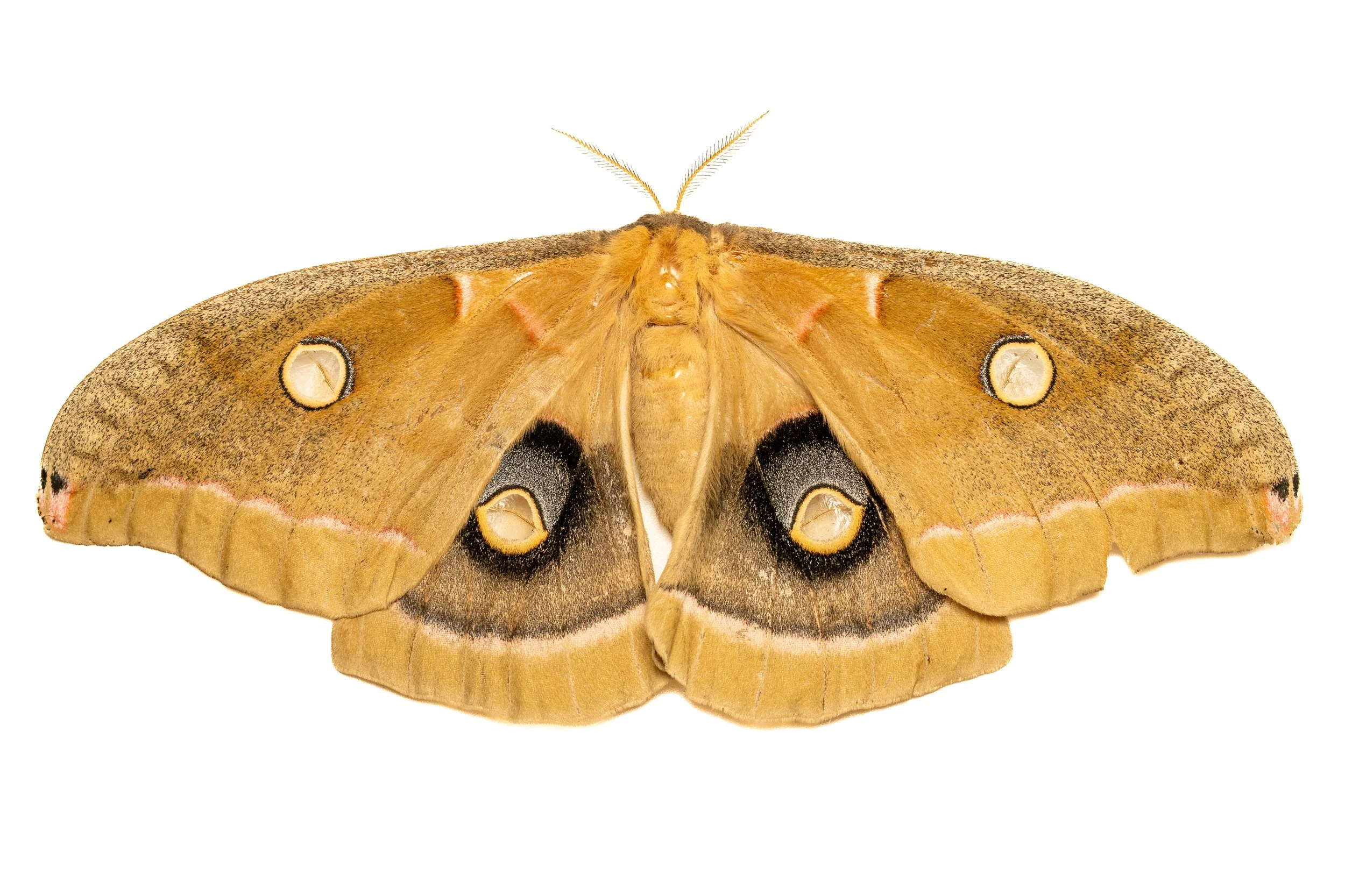 Polyphemus Moth
(Antheraea polyphemus, Saturniidae)
Oakmont, Pennsylvania