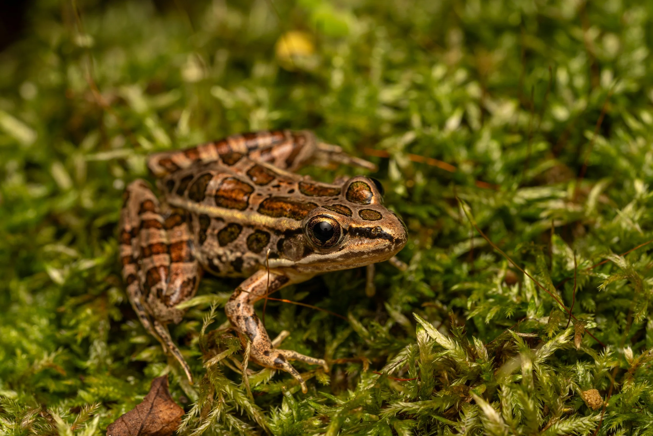 Pickerel Frog
(Lithobates palustris, Ranidae)
East Brady, Pennsylvania