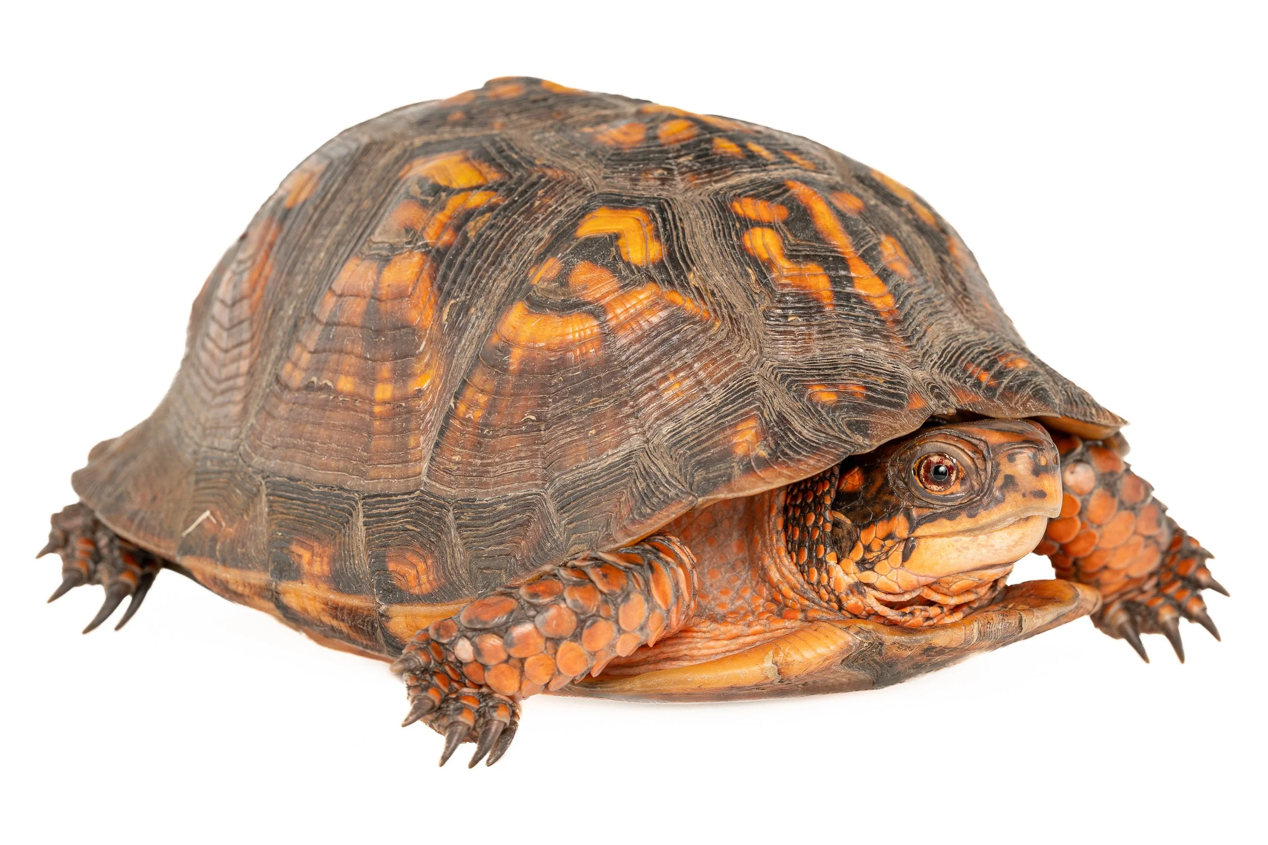 Eastern Box Turtle (Terrapene carolina ssp. carolina, Emydidae) Oakmont, Pennsylvania