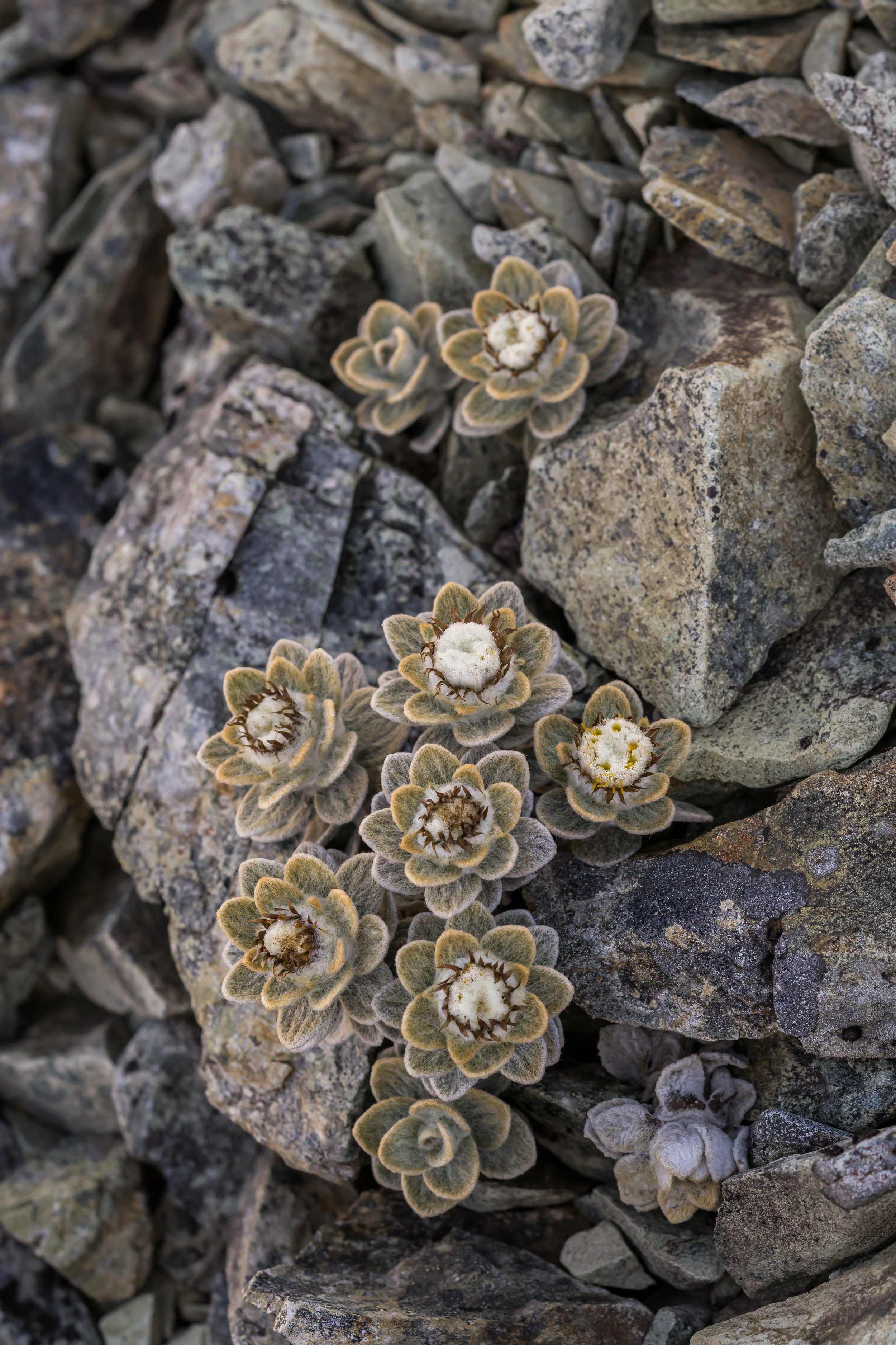 Sinclair’s Haastia
(Haastia sinclairii, Asteraceae)
Richmond Range, Tasman, New Zealand