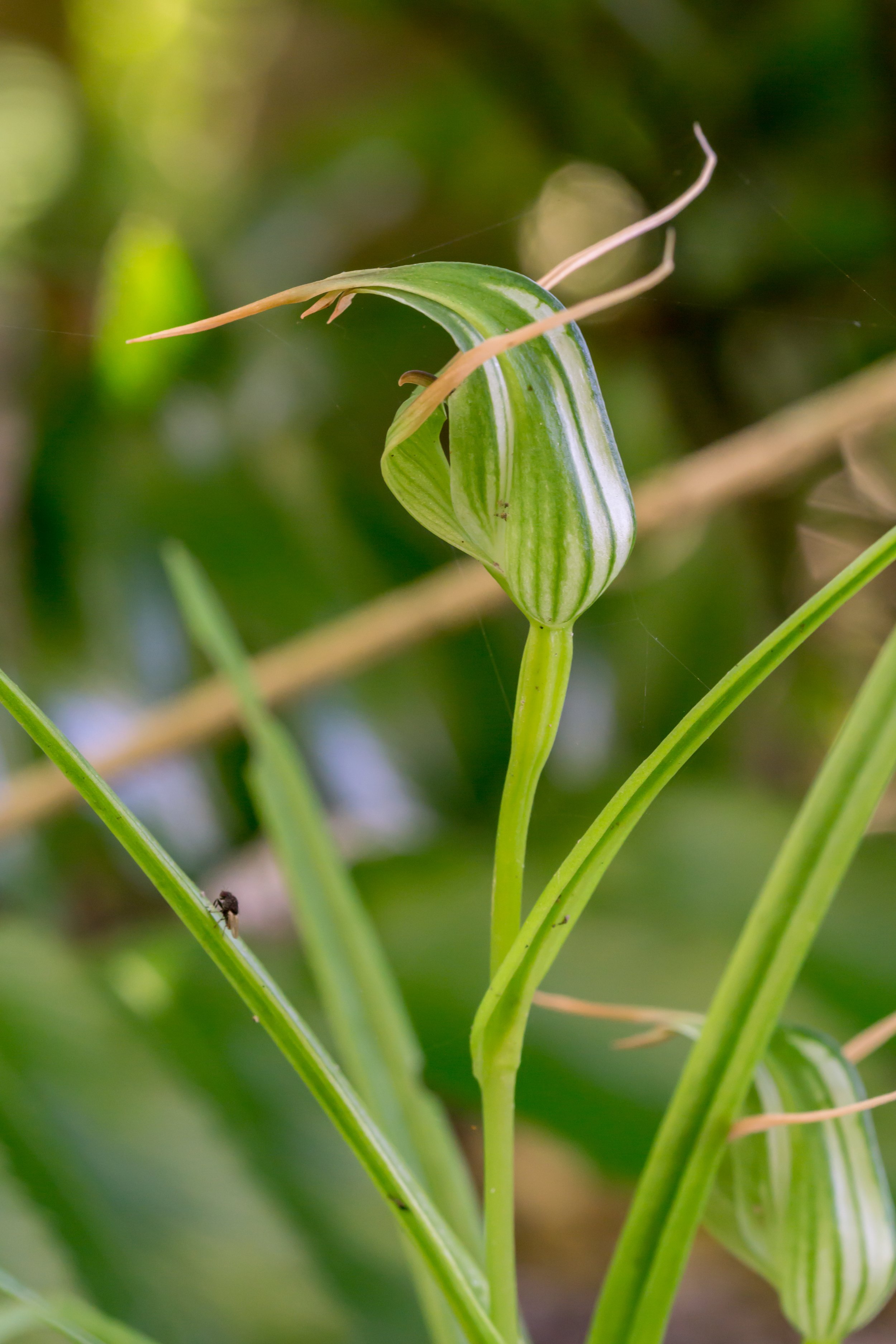 Tutukiwi
(Pterostylis banksii, Orchidaceae)
Nelson, Nelson, New Zealand