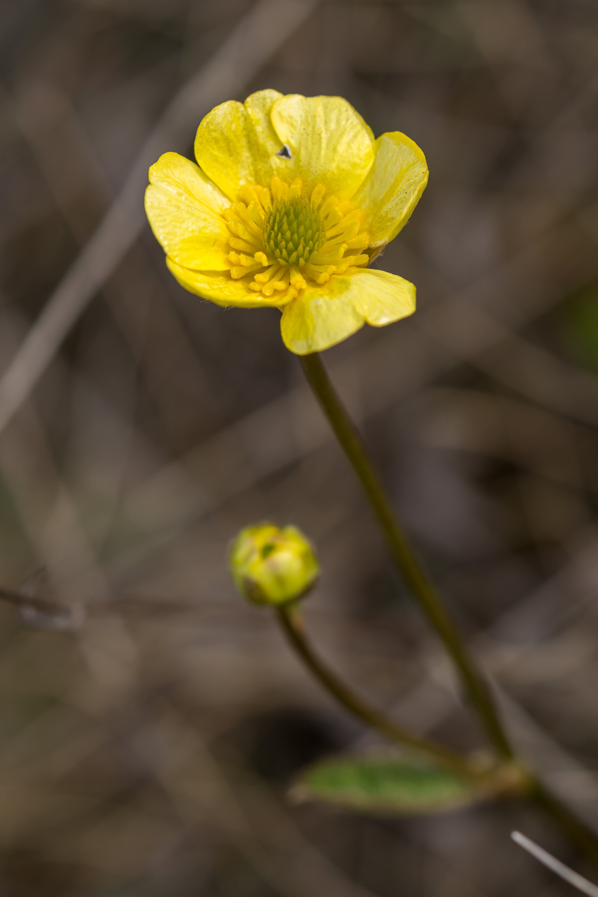 (Ranunculus monroi, Ranunculaceae)
Castle Hill, Canterbury, New Zealand