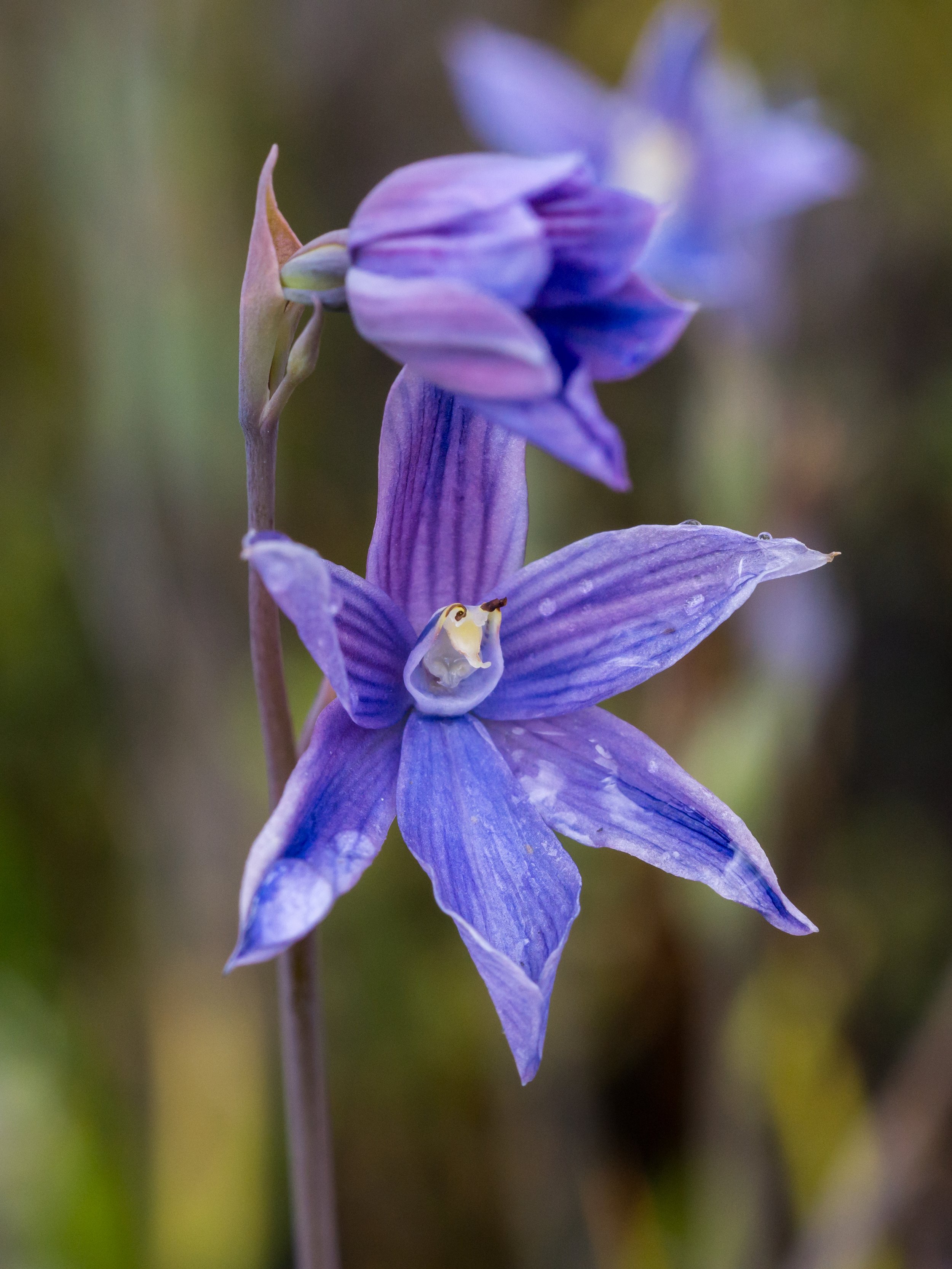 Swamp Sun Orchid
(Thelymitra cyanea, Orchidaceae)
Red Hills, Marlborough, New Zealand