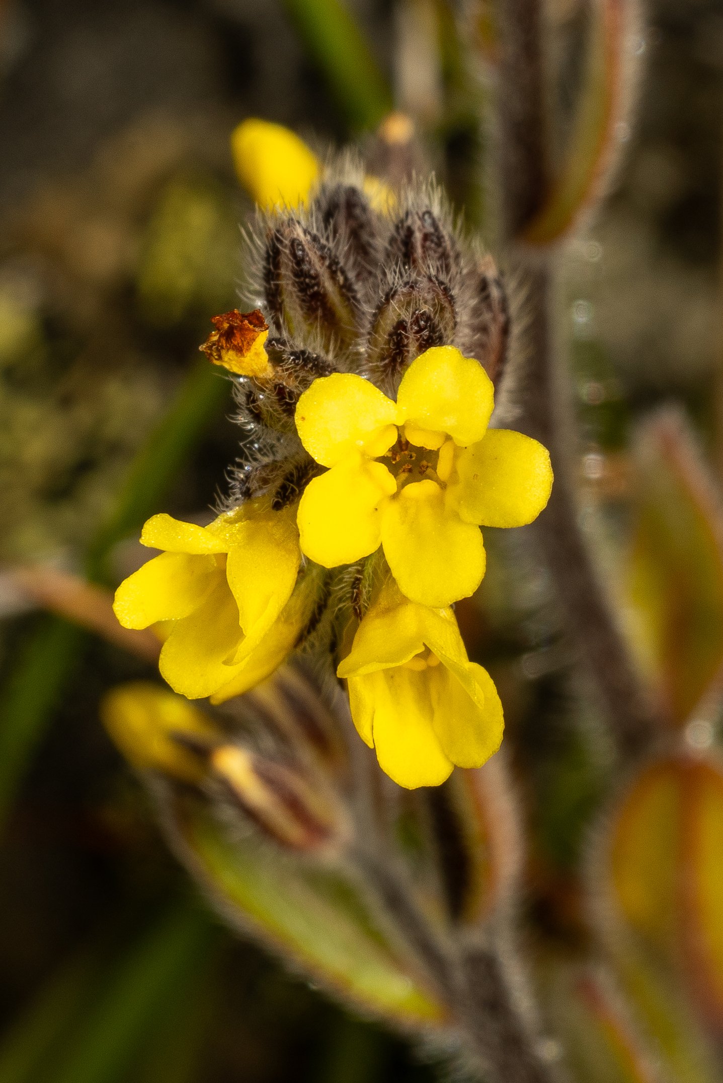 (Myosotis australis, Boraginaceae)
Mt Peel, Canterbury, New Zealand