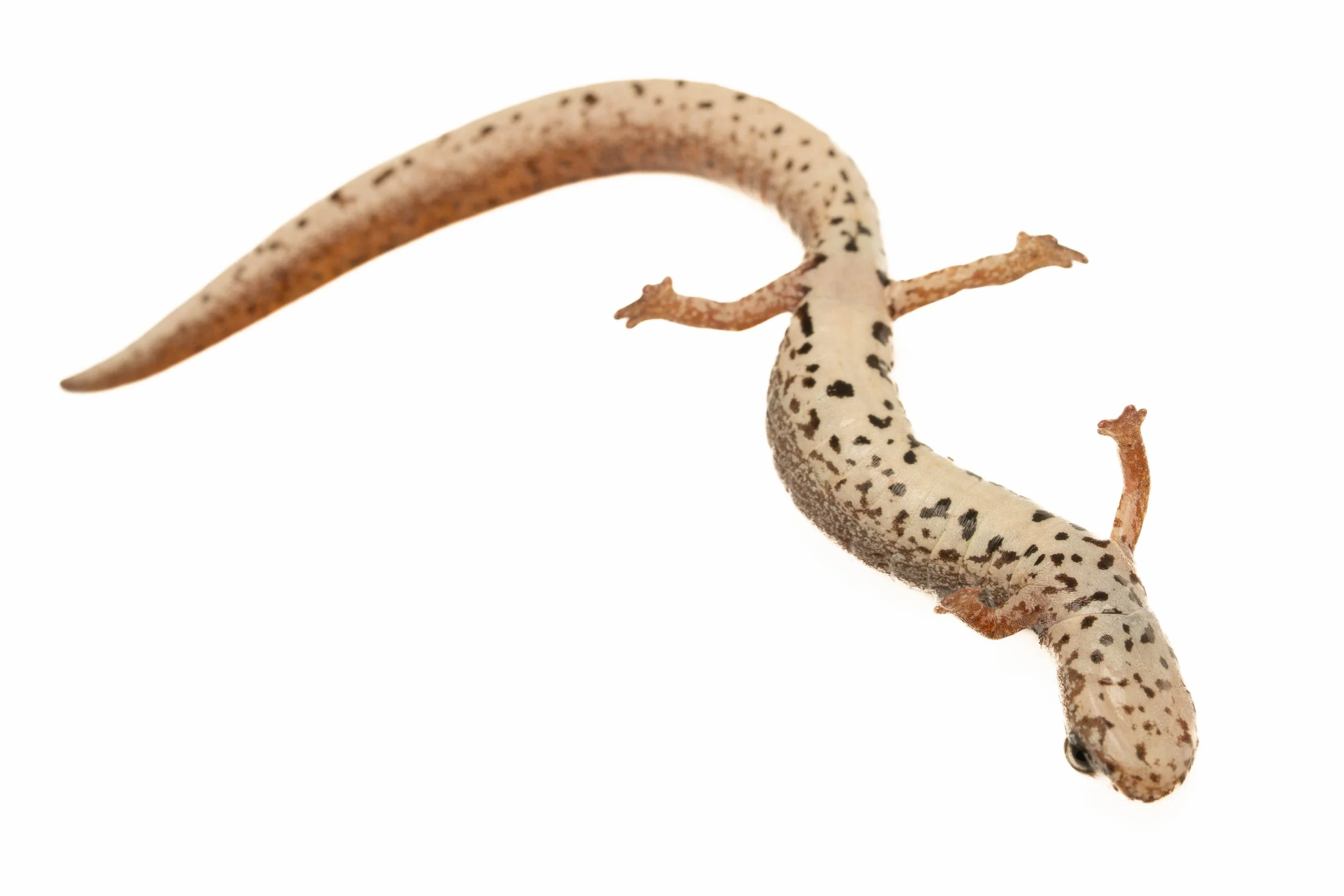Four-toed Salamander (Hemidactylium scutatum, Plethodontidae) East Brady, Pennsylvania