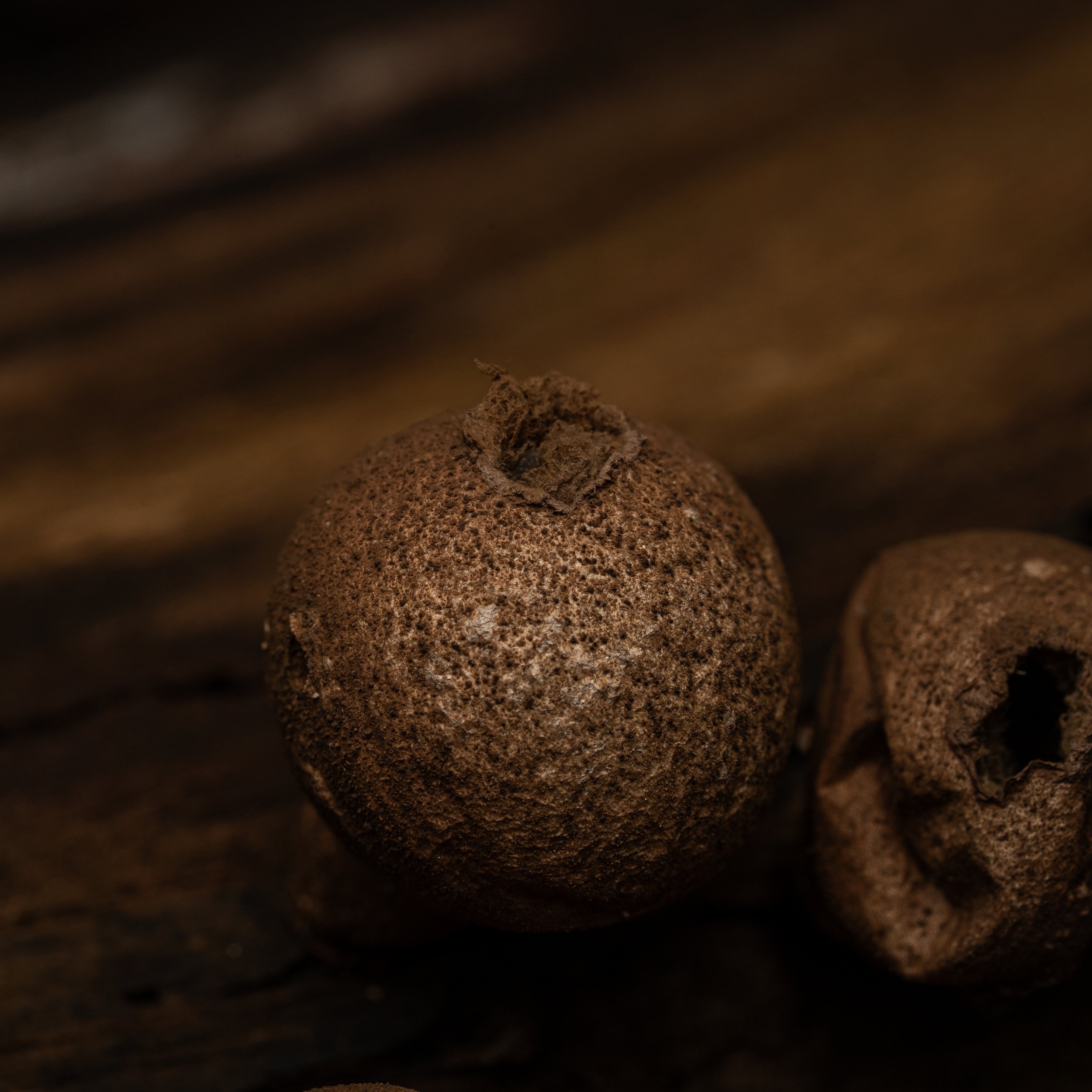 Puffballs
(Lycoperdaceae)
Oakmont, Pennsylvania
