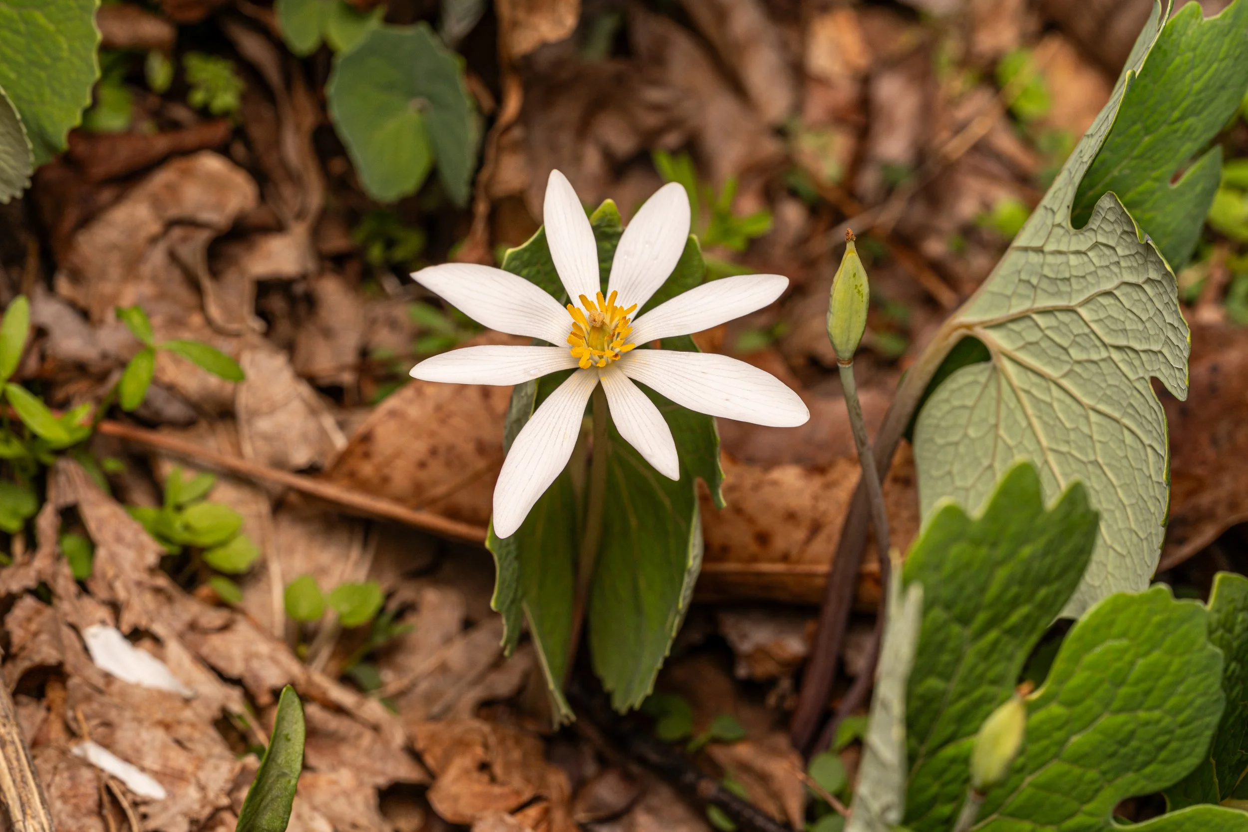 Bloodroot
(Sanguinaria canadensis, Papaveraceae)
Emmerling Community Park, Pennsylvania