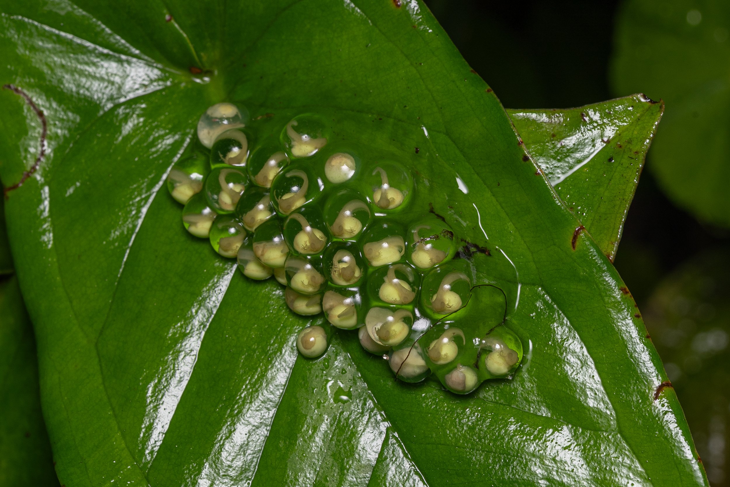 Frog Eggs
Alajuela Province, Costa Rica