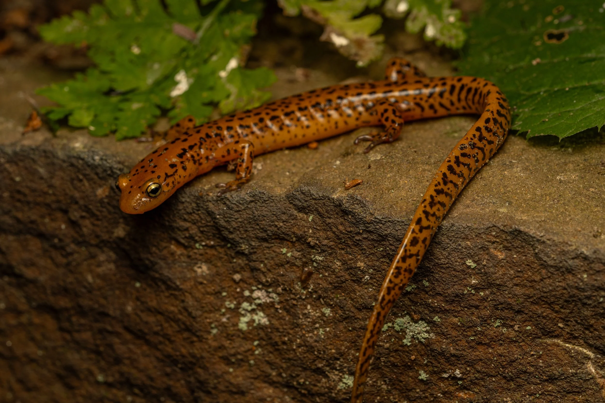 Long-tailed Salamander (Eurycea longicauda, Plethodontidae)
Oakmont, Pennsylvania
