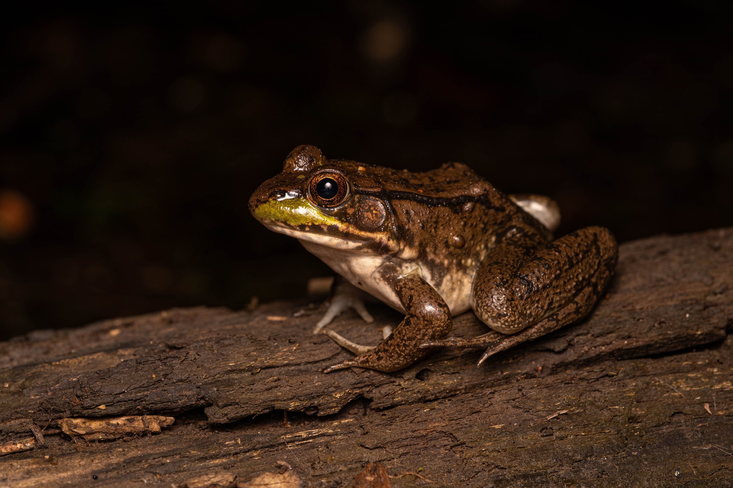 Green Frog
(Lithobates clamitans, Ranidae)
Fox Chapel, Pennsylvania