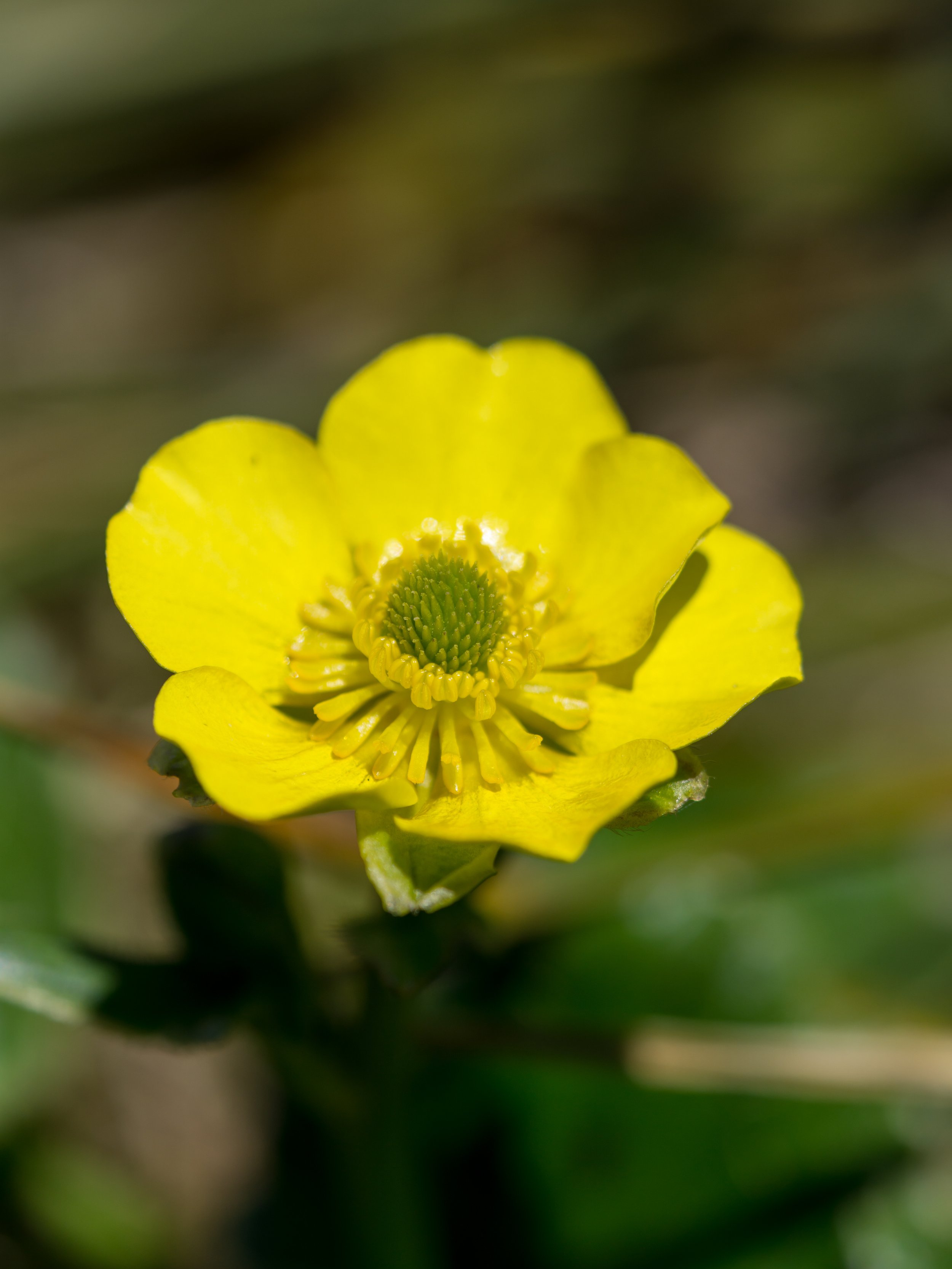 Korikori
(Ranunculus insignis, Ranunculaceae)
Mt Elliot, West Coast, New Zealand