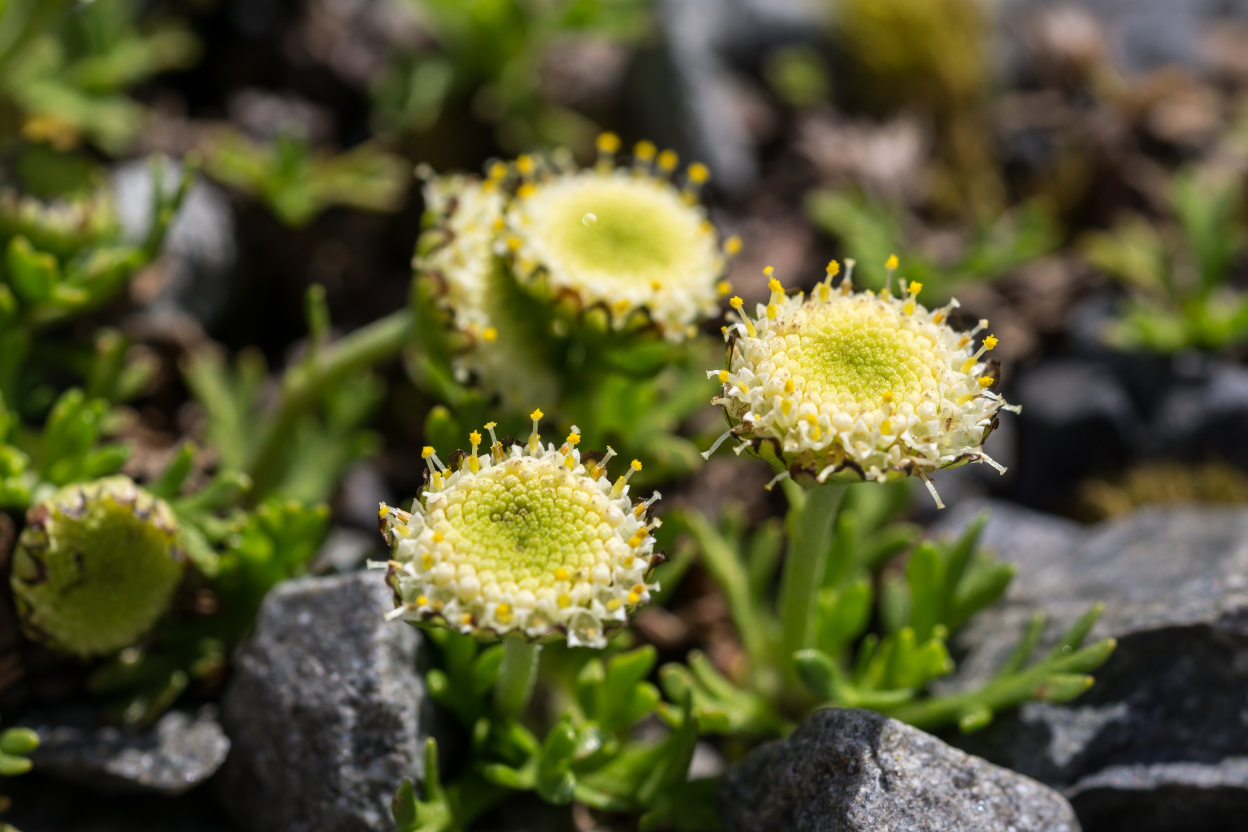 Miniature Brass-Buttons
(Leptinella pyrethrifolia, Asteraceae)
Arthur's Pass, West Coast, New Zealand